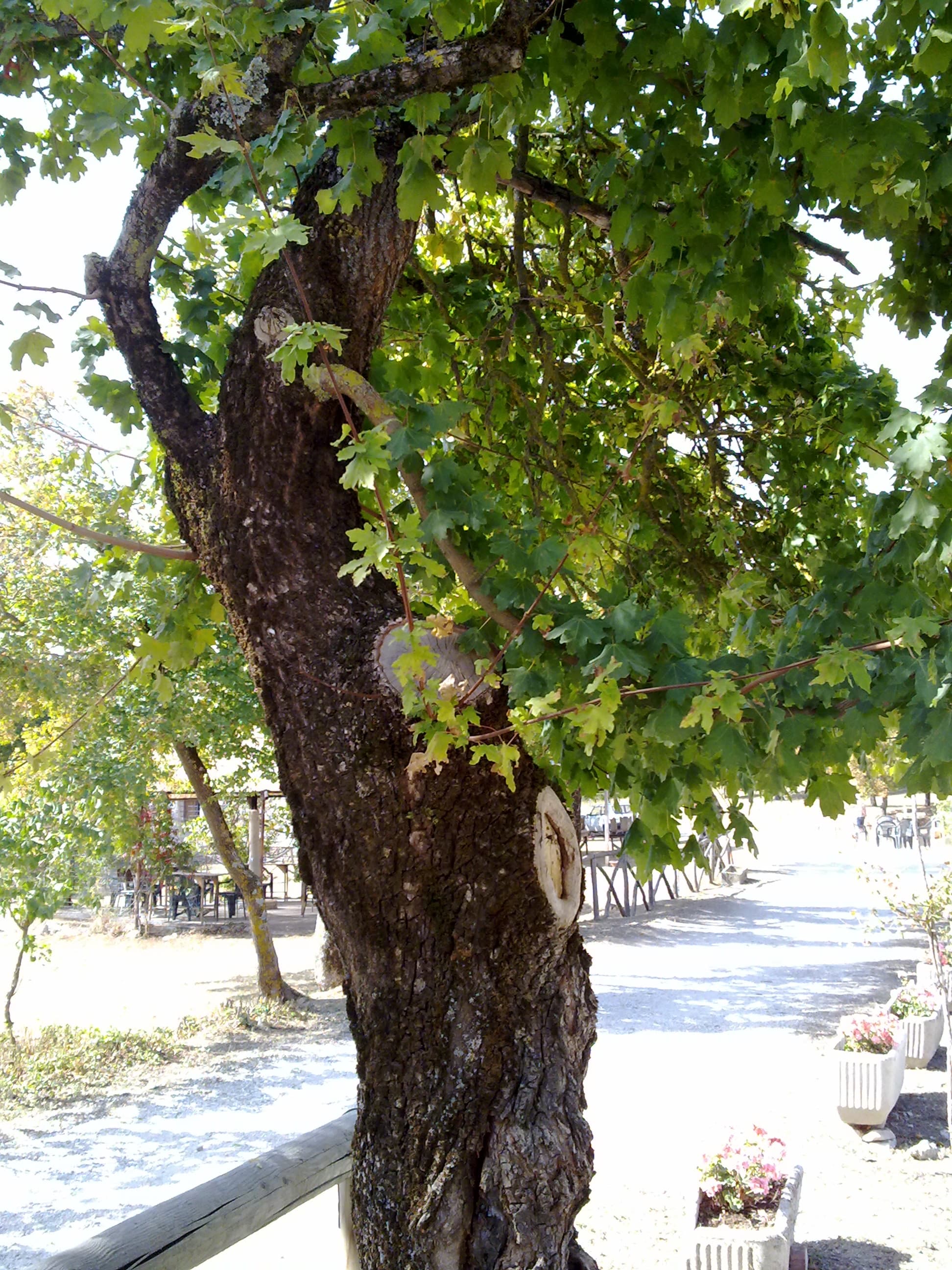 Acer campestre
