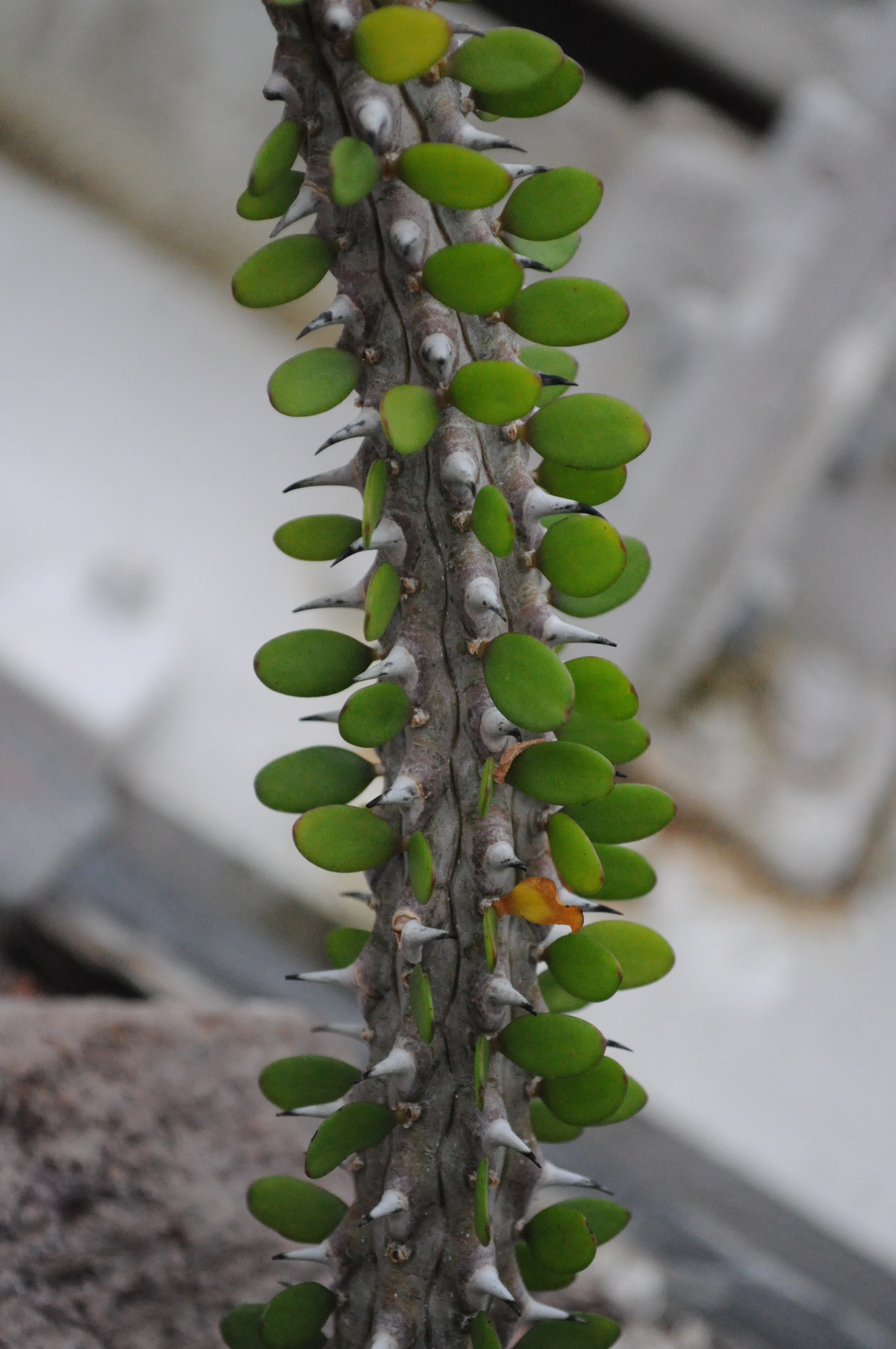 Alluaudia procera