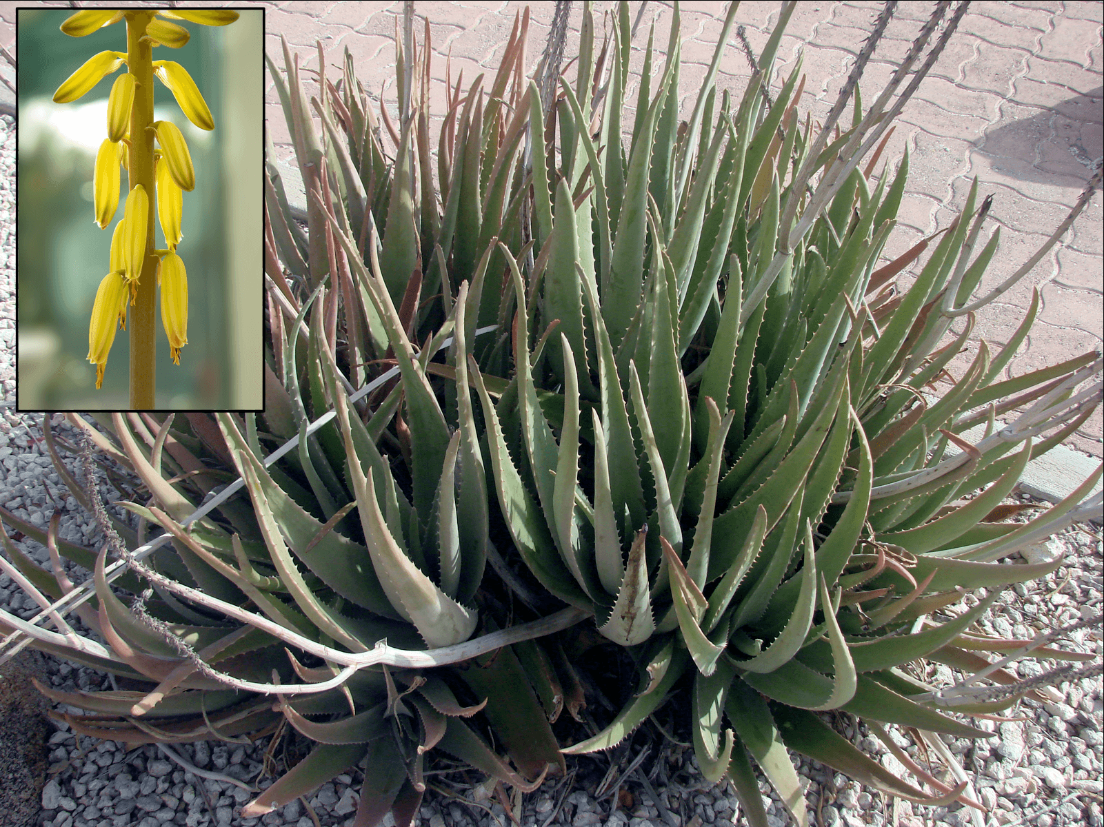 Aloe vera