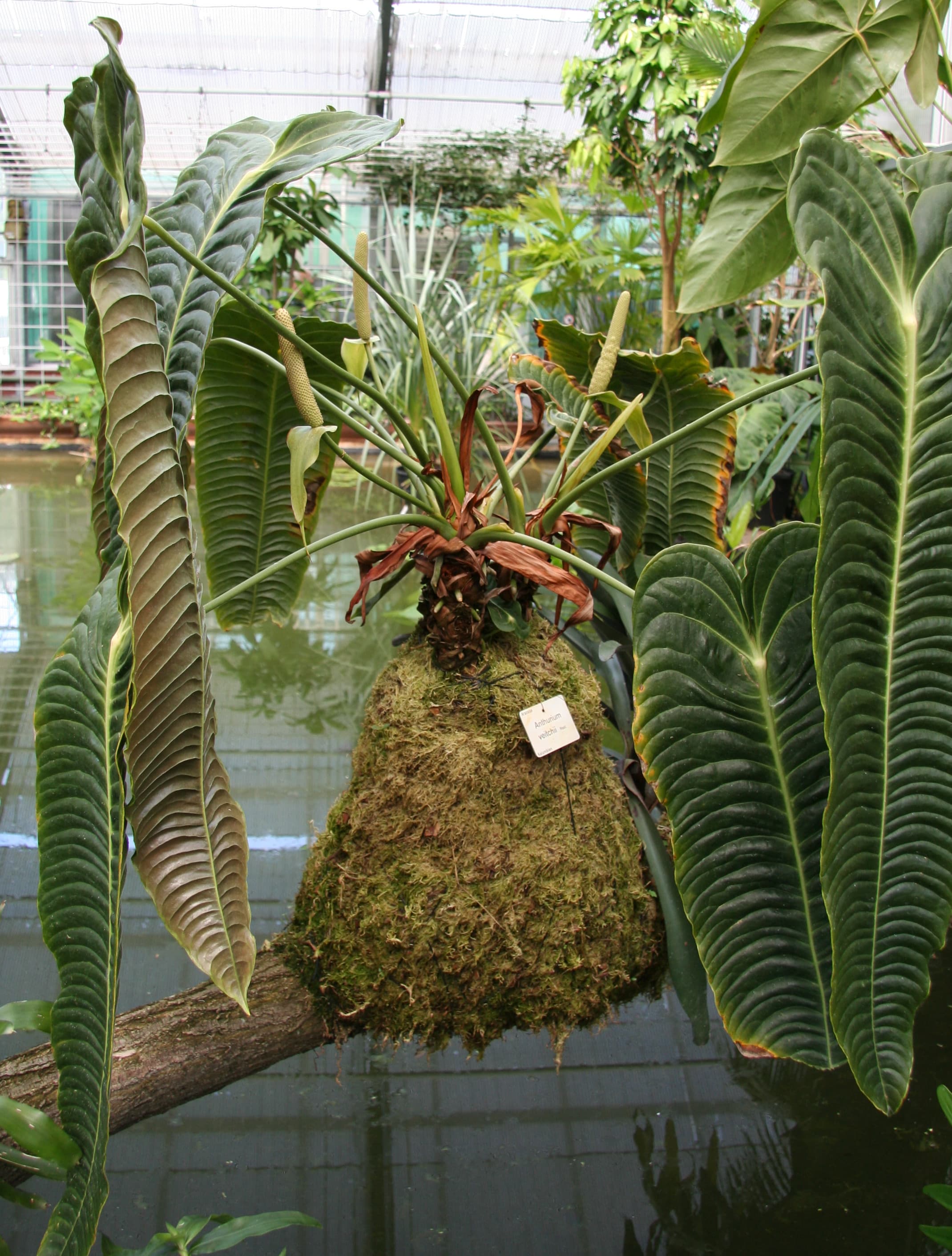 Anthurium veitchii