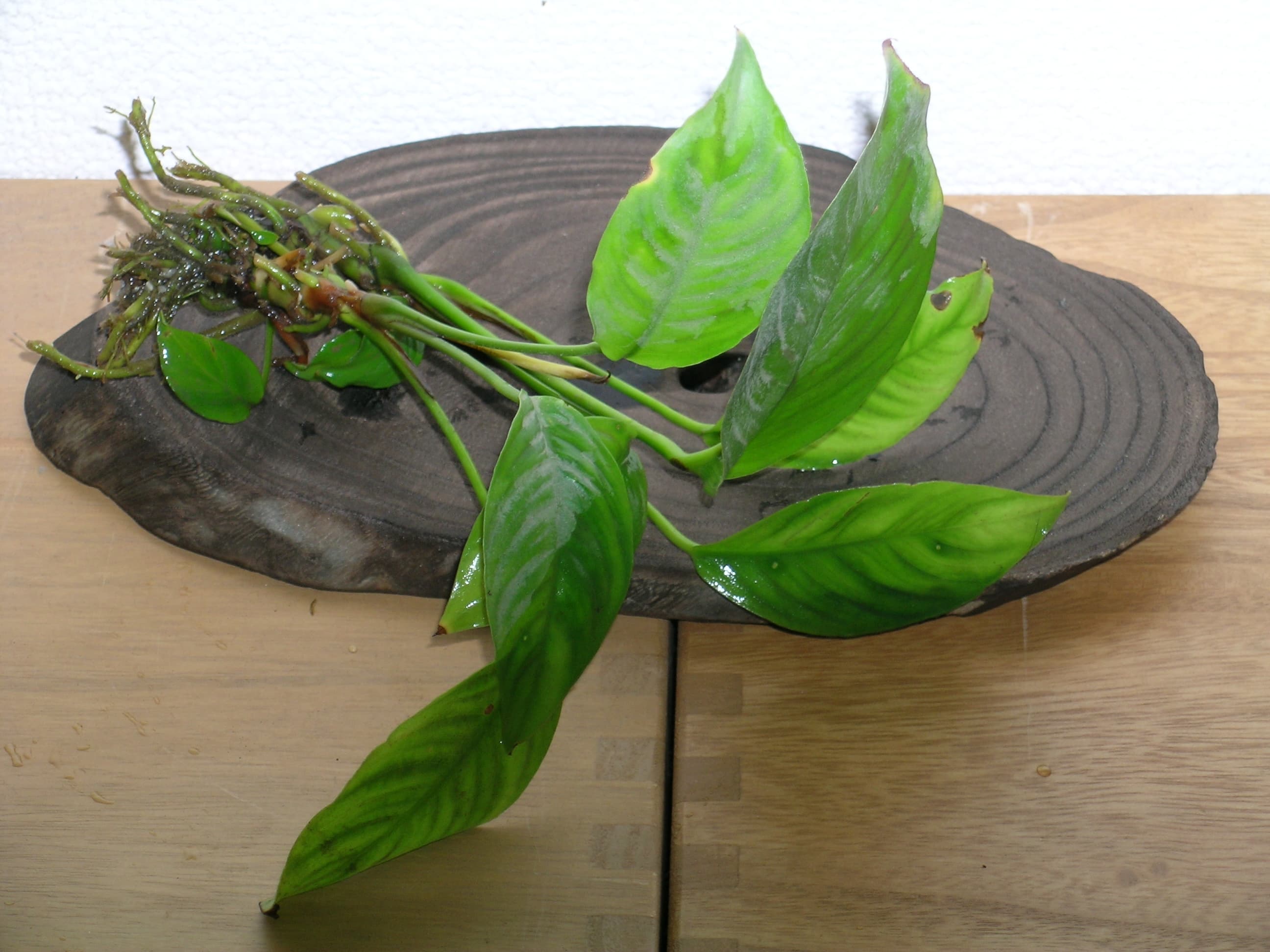 Anubias congensis