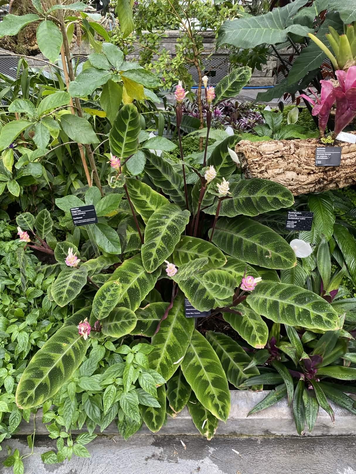Calathea warscewiczii