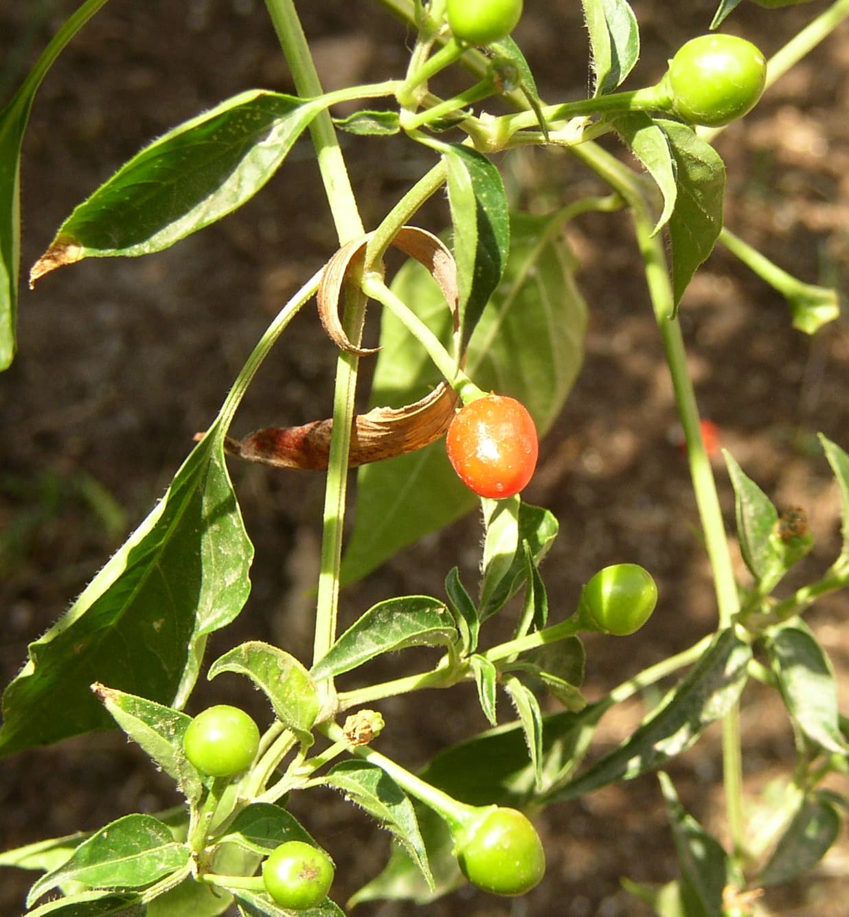 Capsicum annuum var. glabriusculum