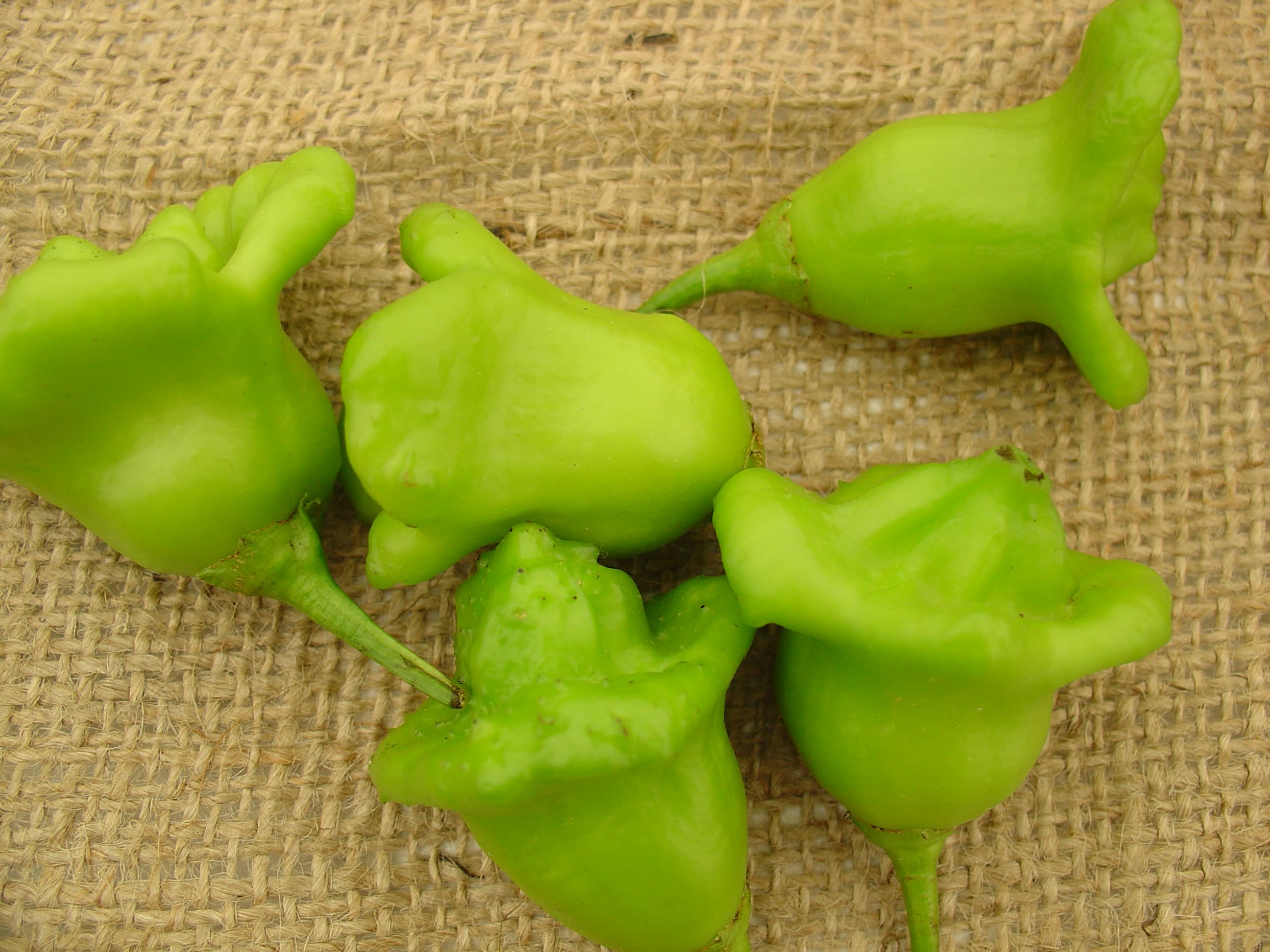 Capsicum praetermissum