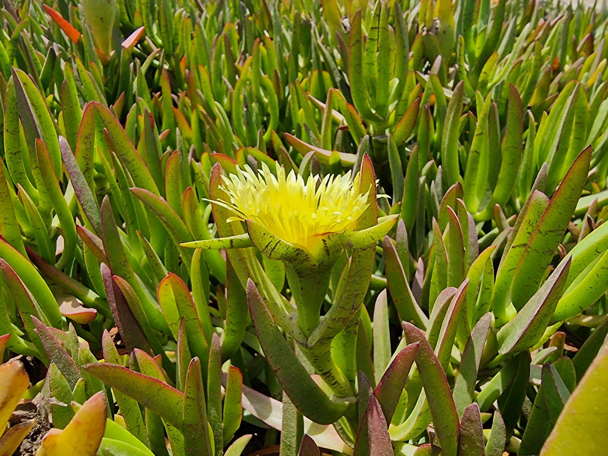 Carpobrotus edulis