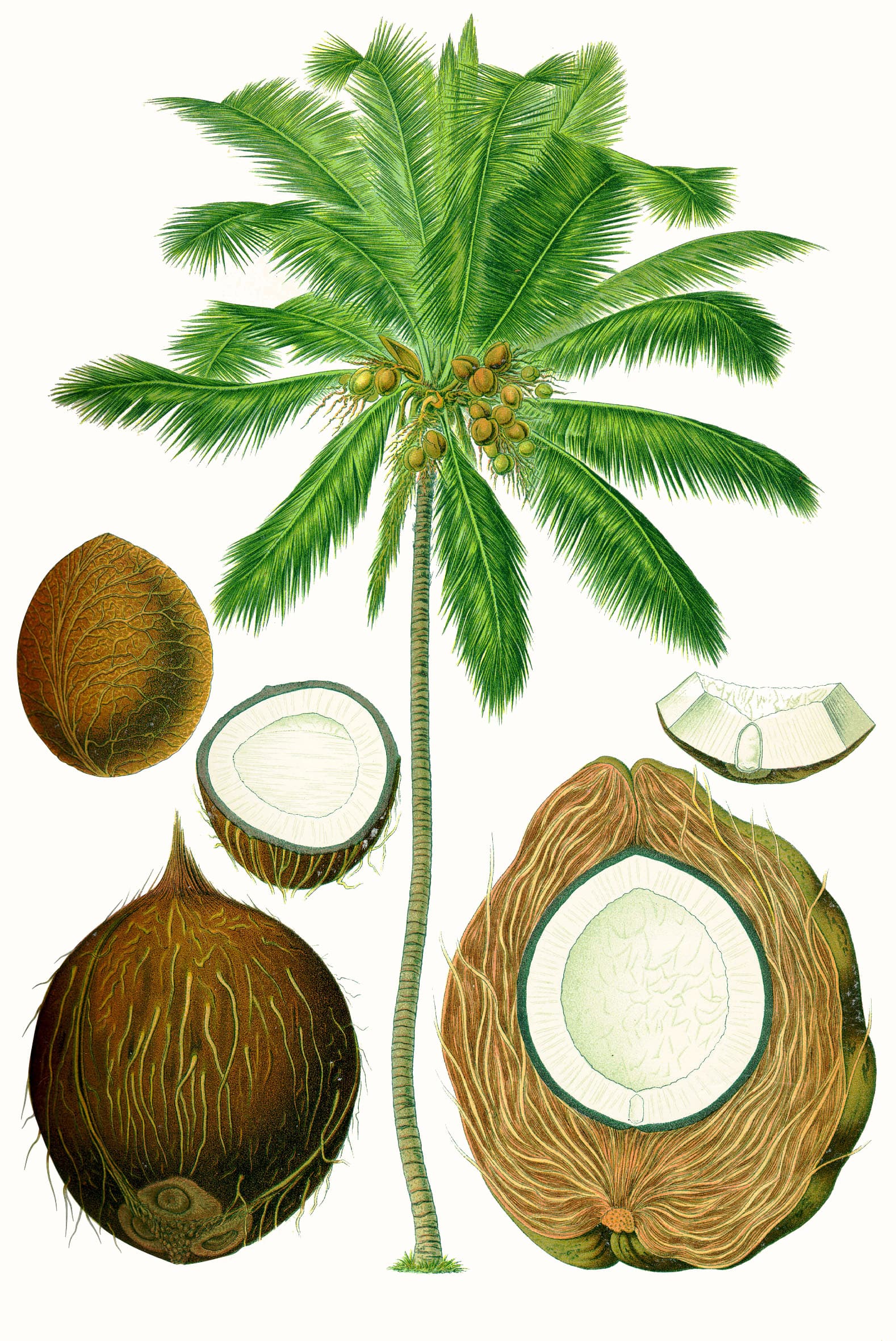 Cocos nucifera