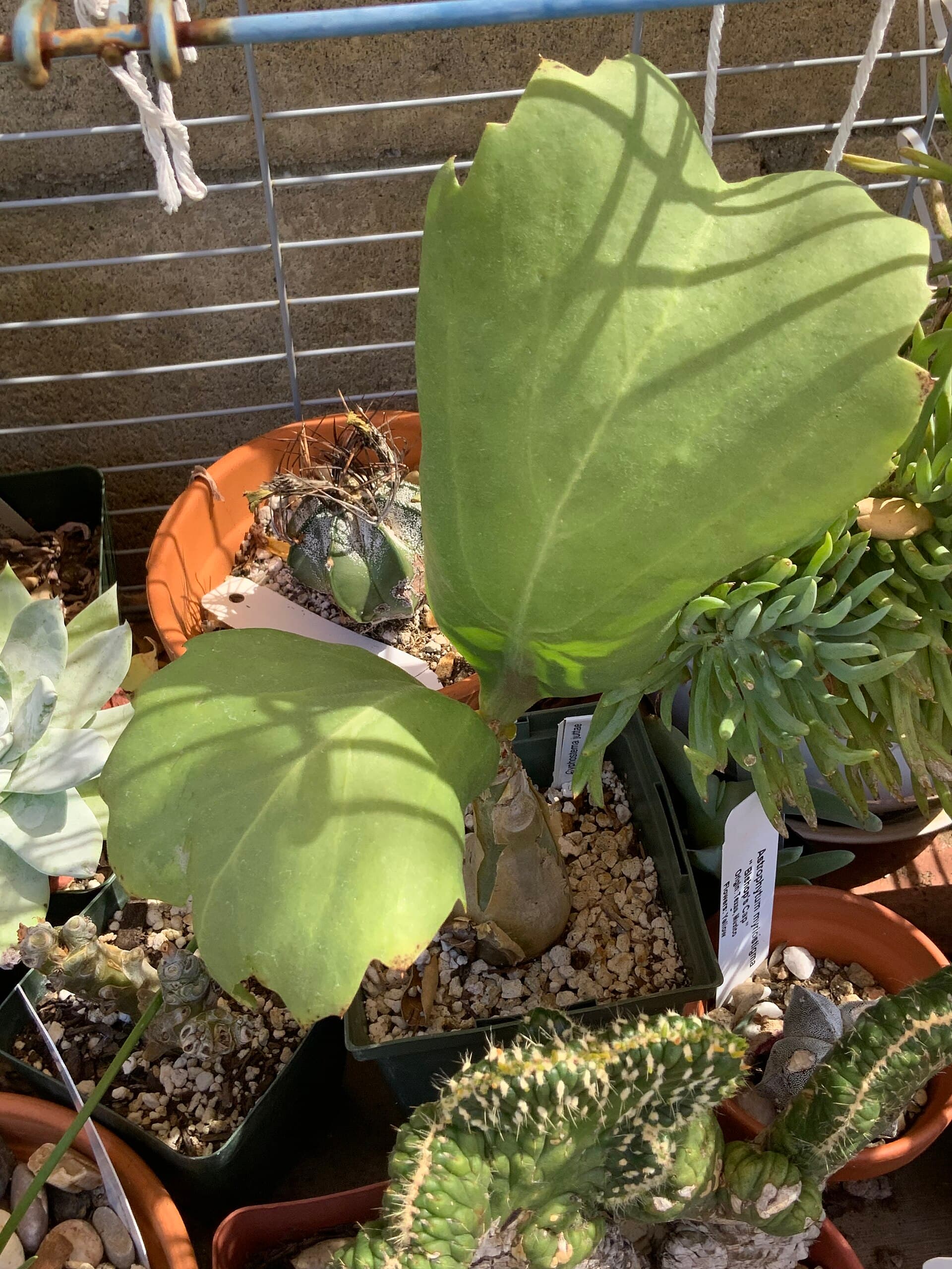 Cyphostemma juttae