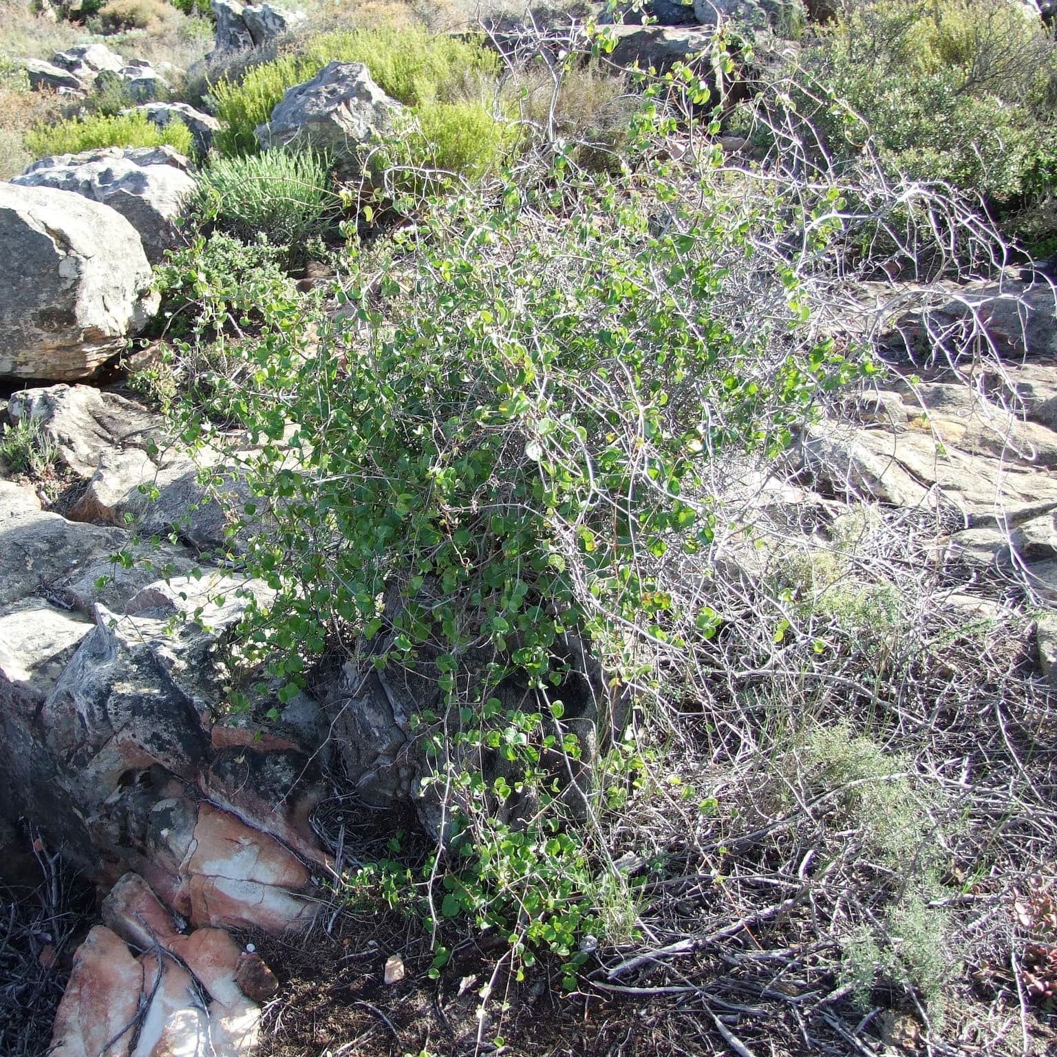 Dioscorea elephantipes