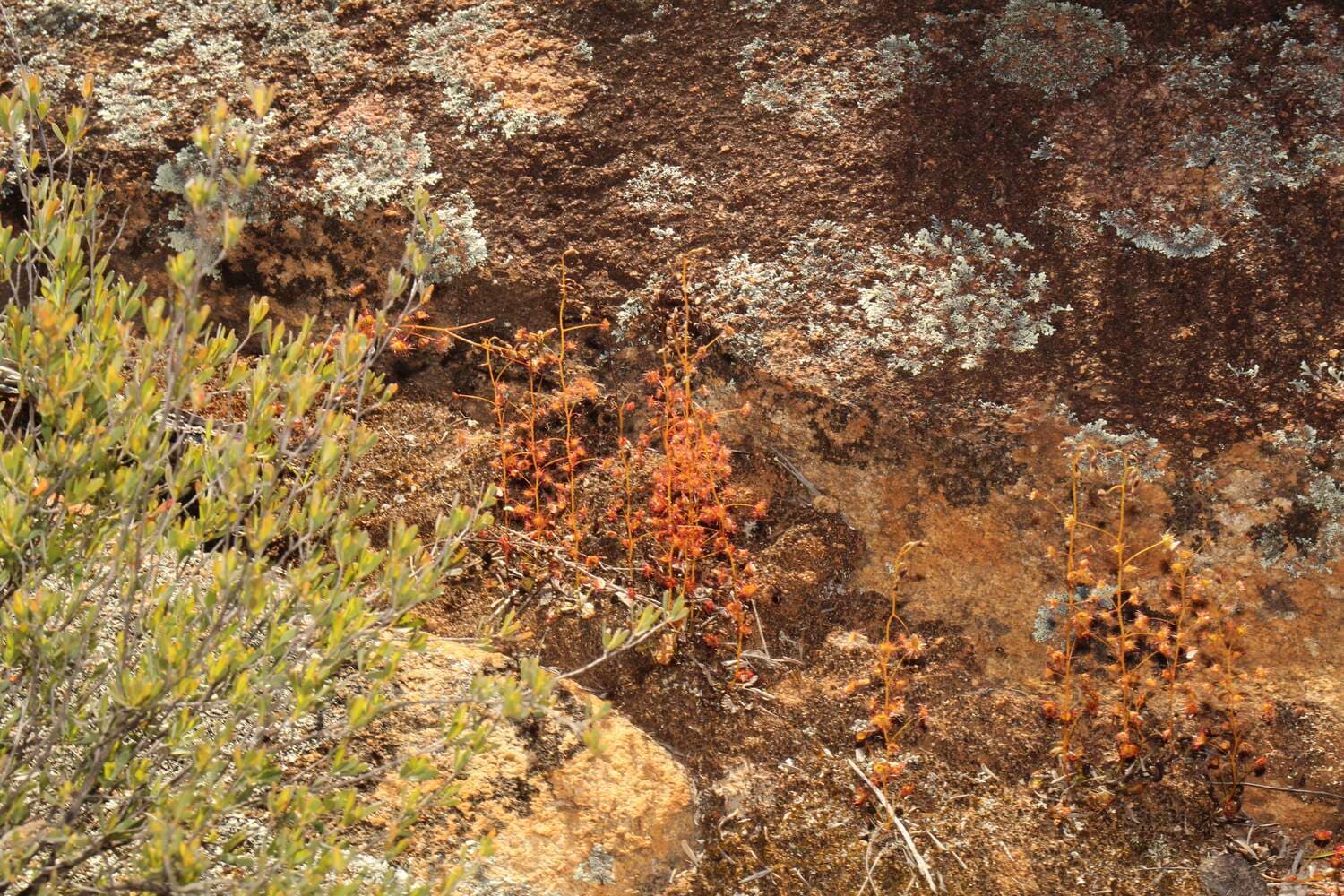 Drosera andersoniana
