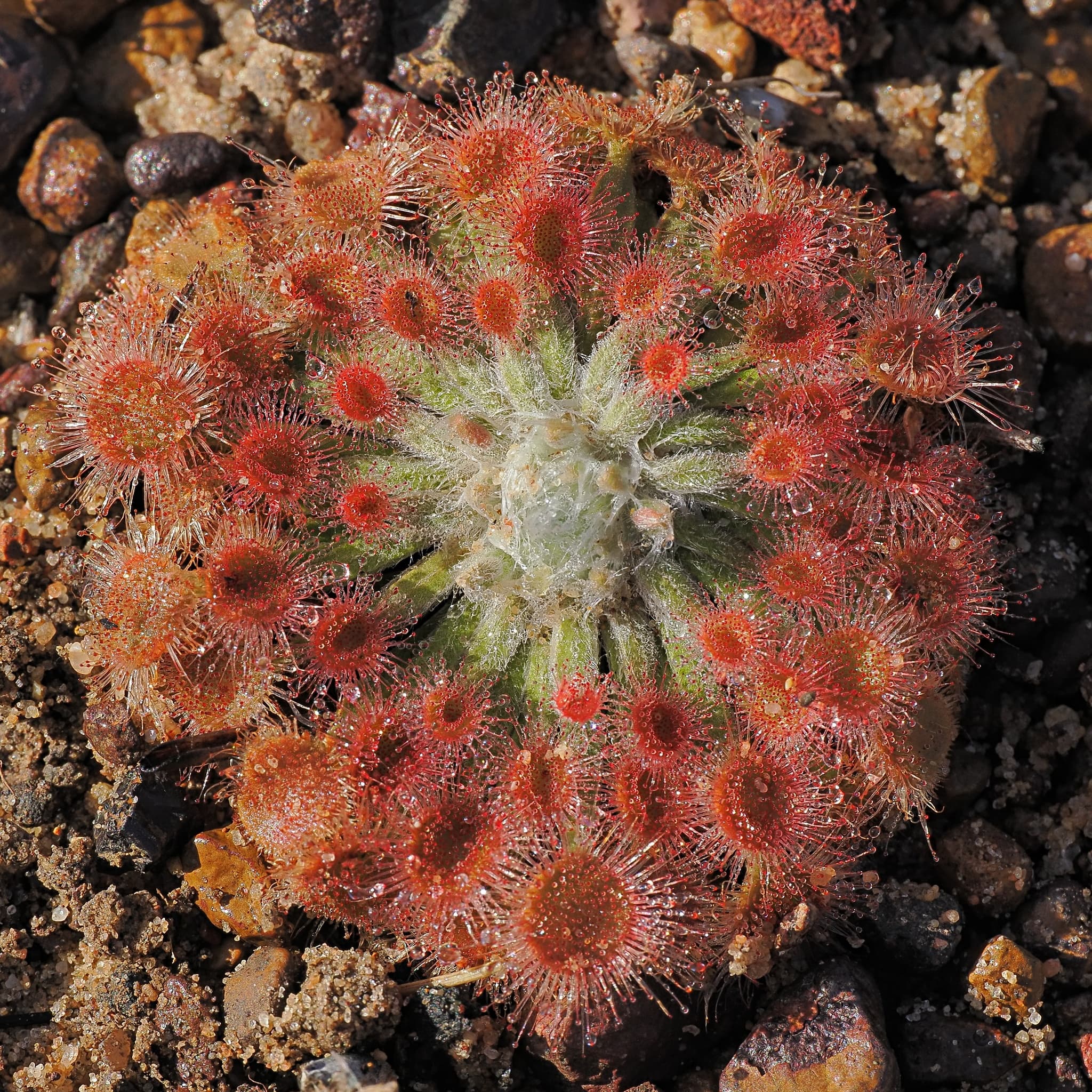 Drosera brevicornis