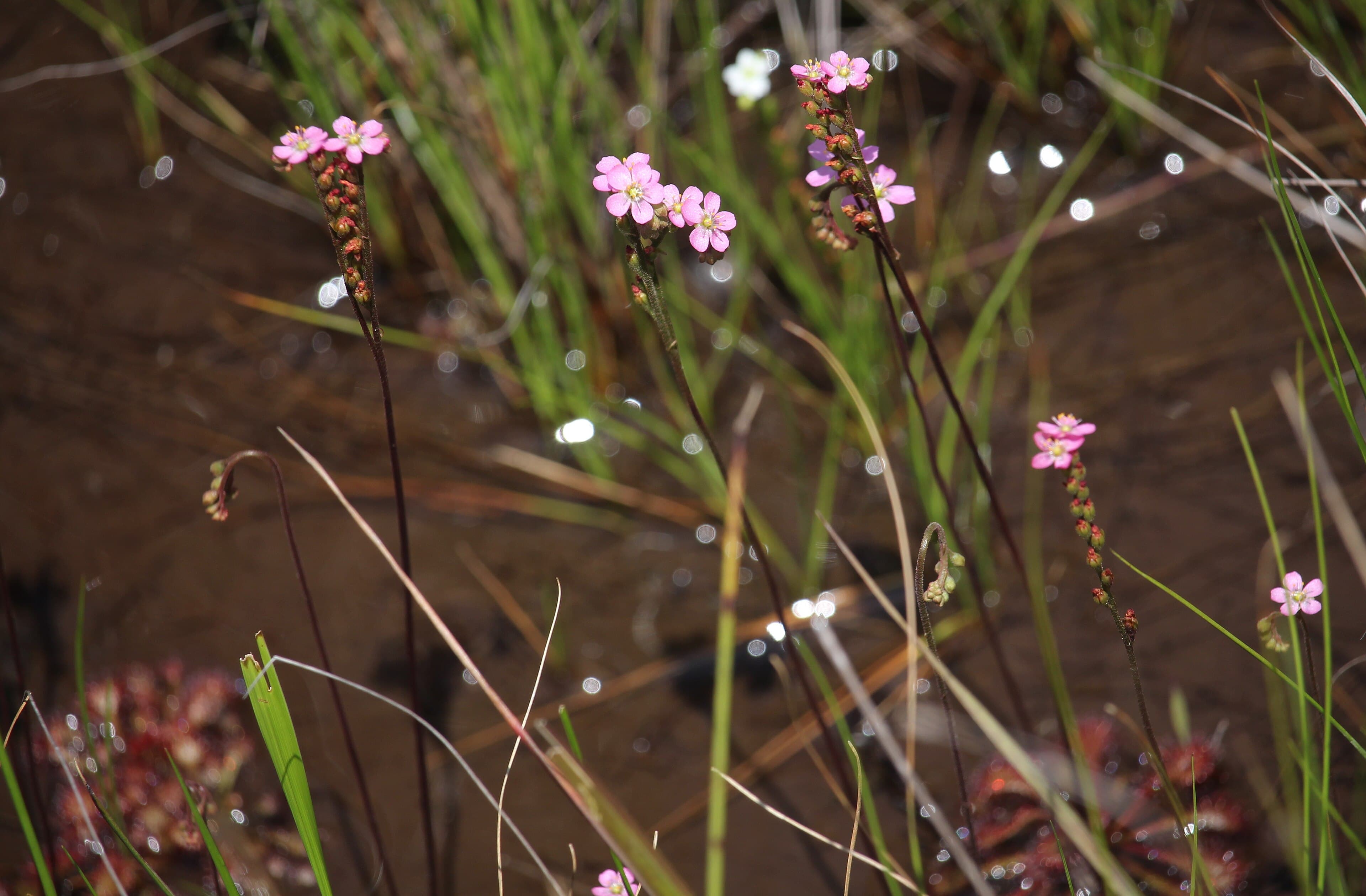 Drosera kansaiensis