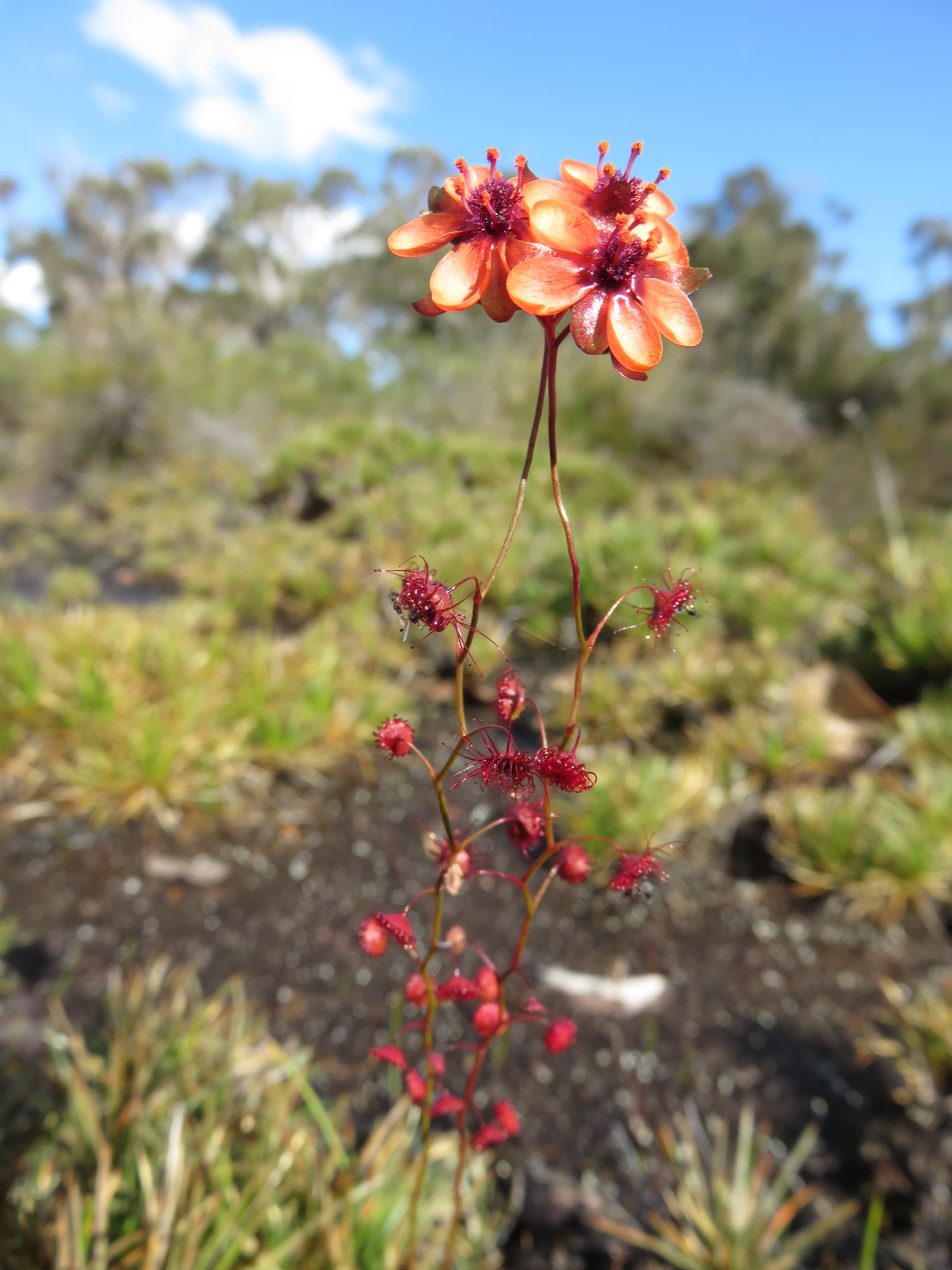 Drosera microphylla