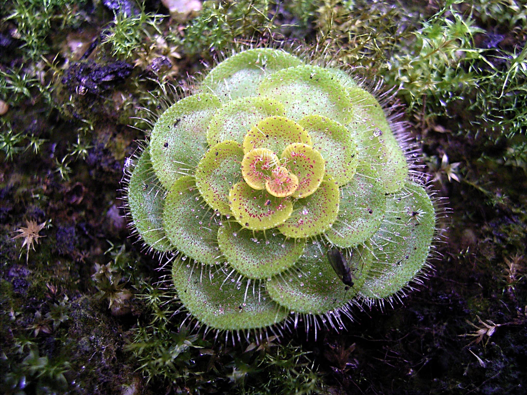 Drosera zonaria