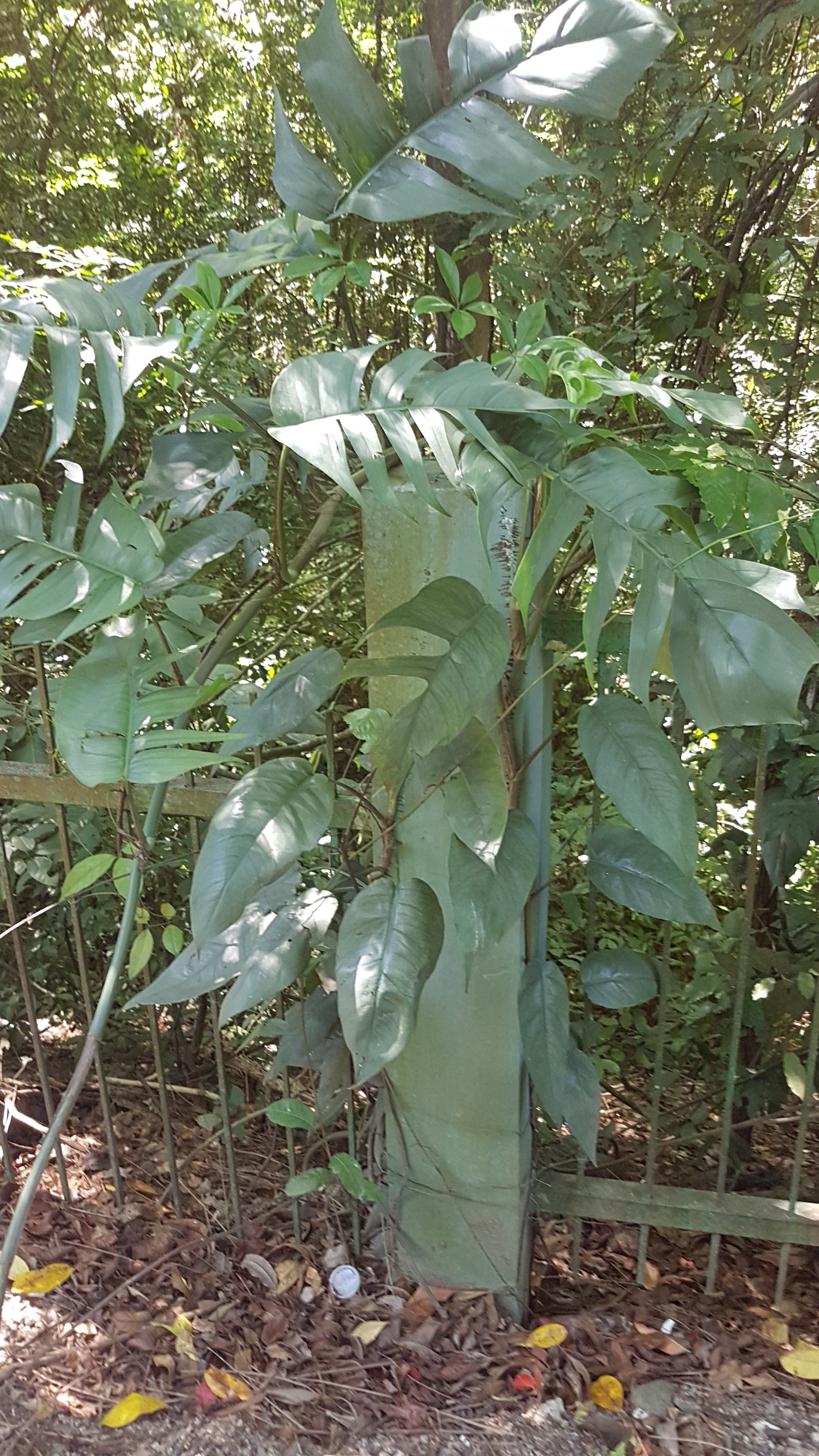 Epipremnum pinnatum