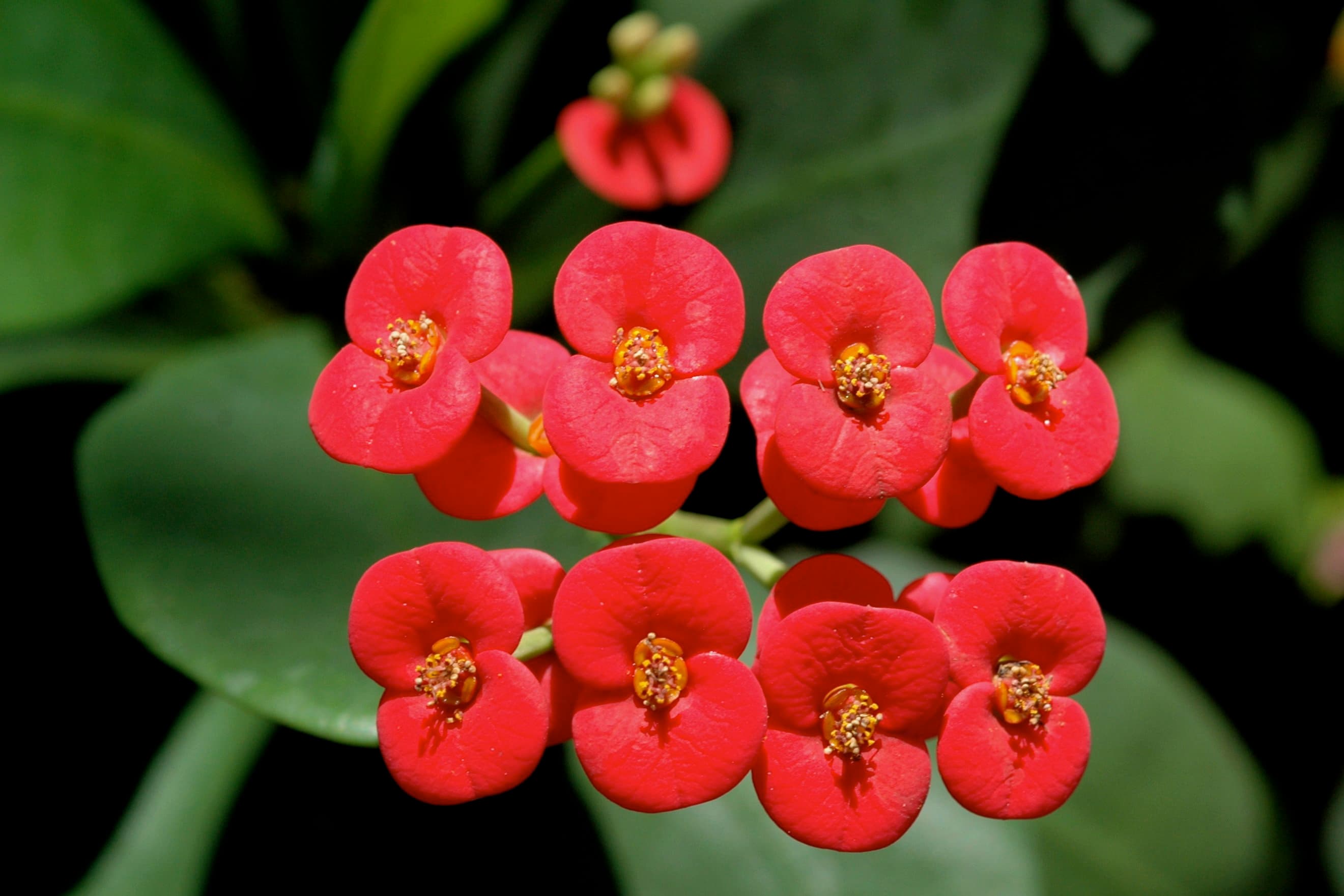 Euphorbia milii