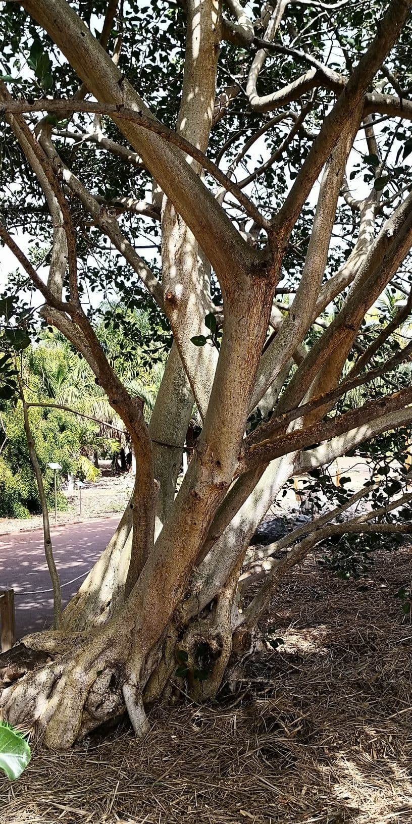 Ficus petiolaris