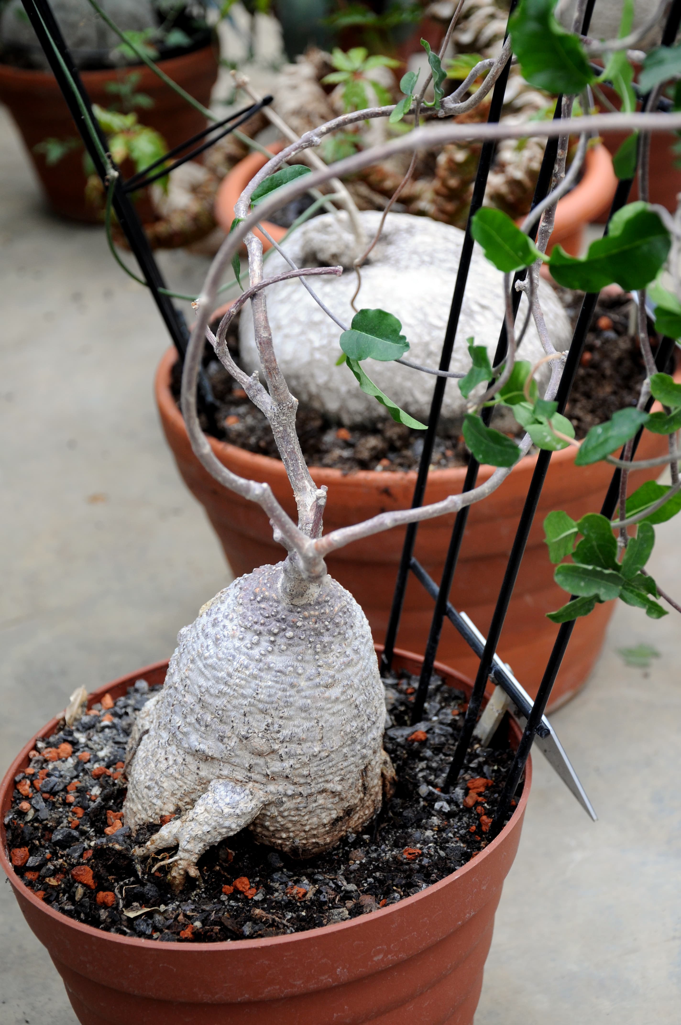 Fockea edulis