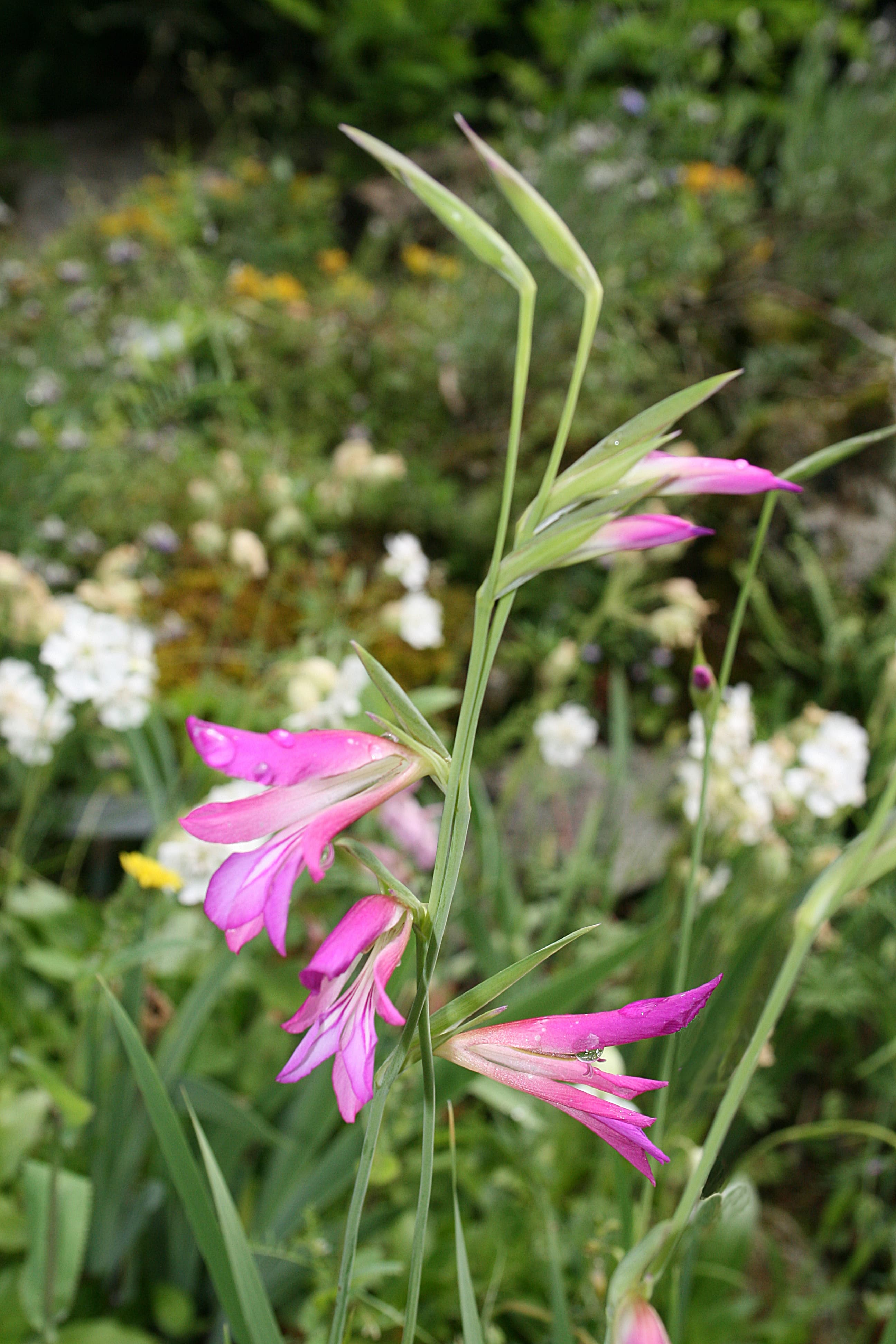 Gladiolus italicus