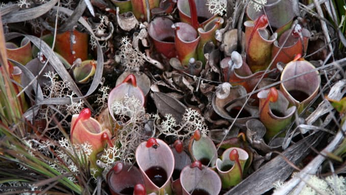 Heliamphora minor