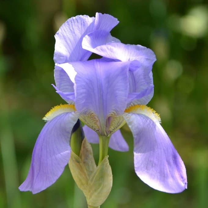 Iris pallida