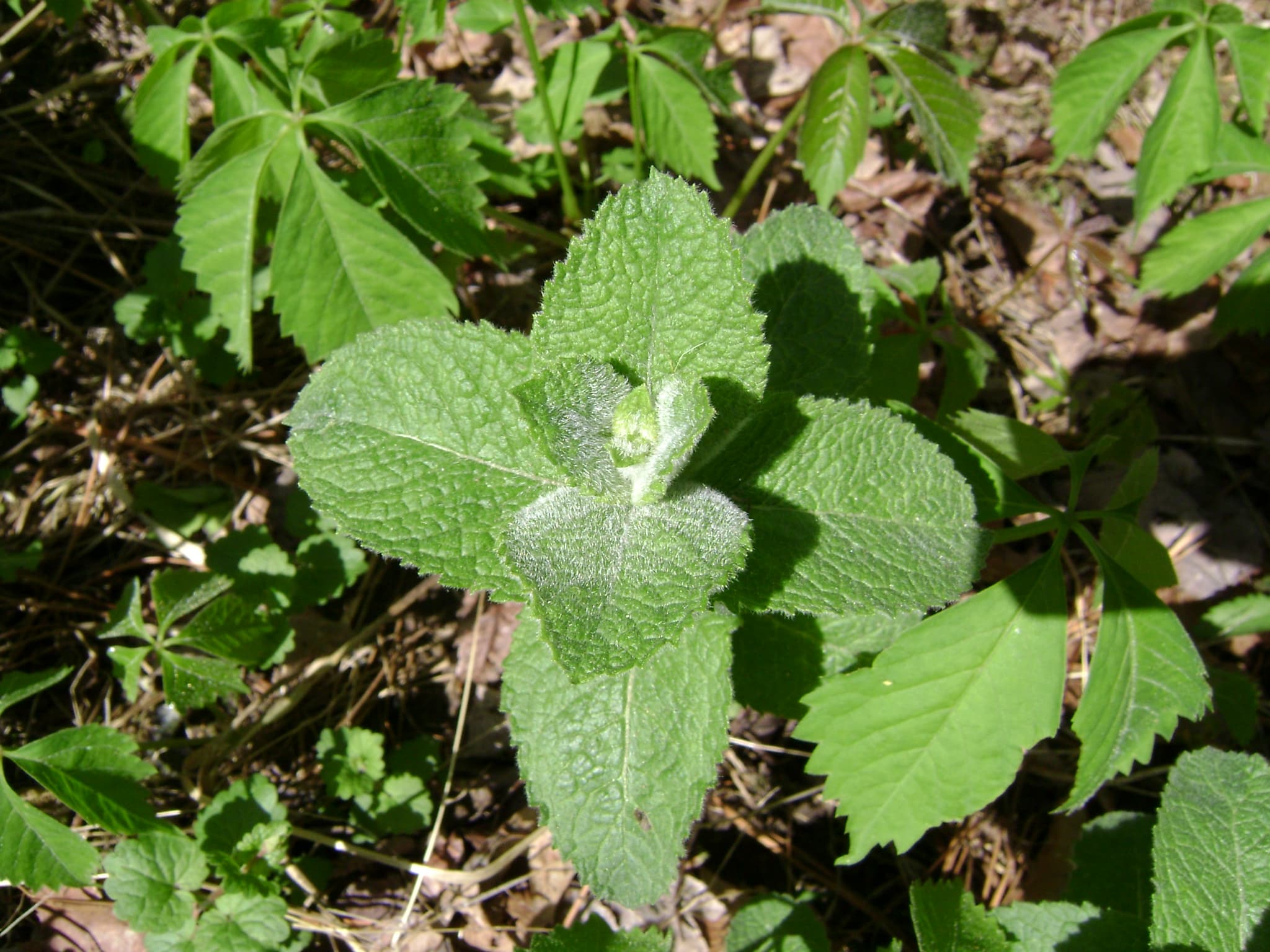 Mentha suaveolens