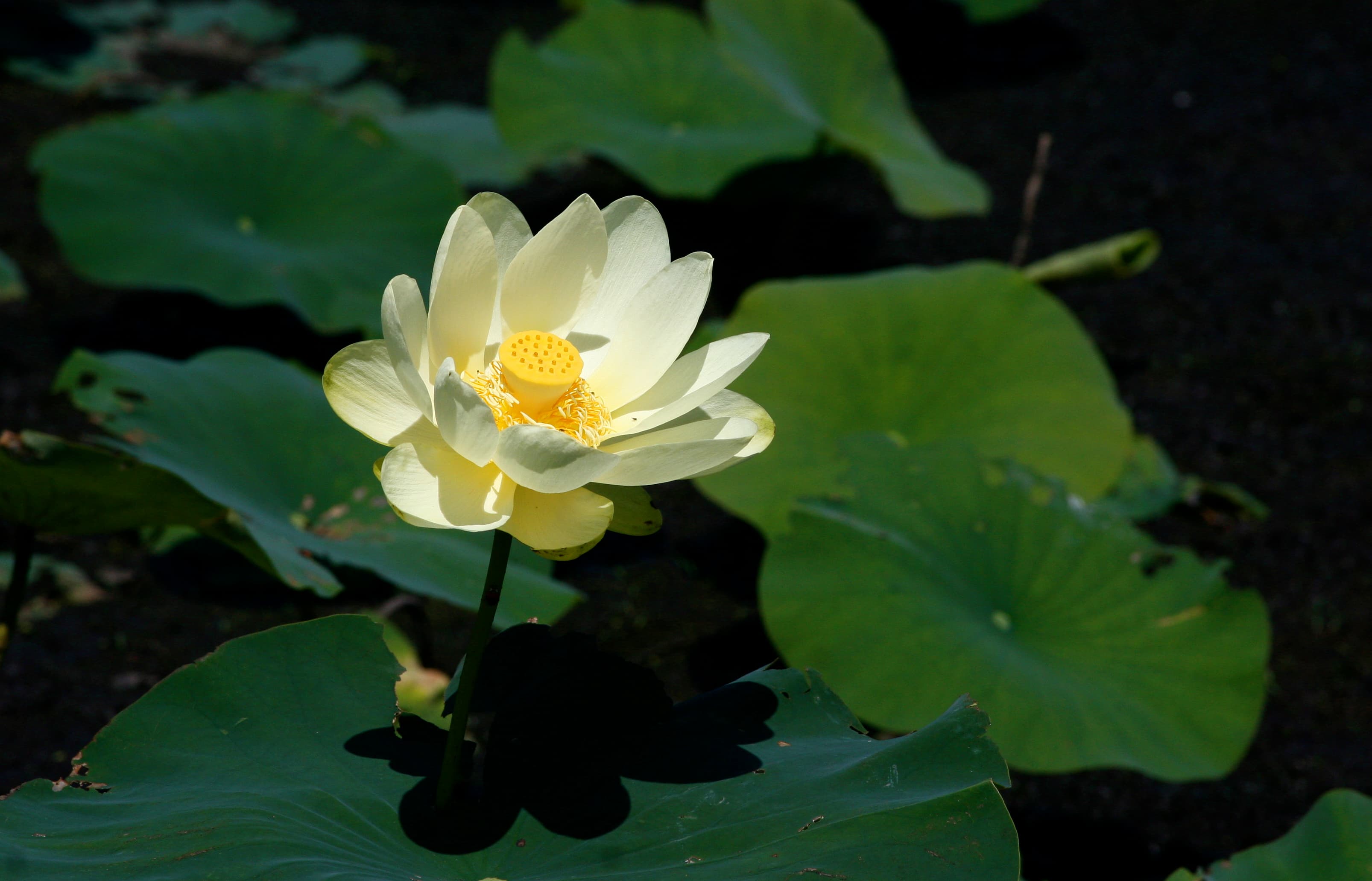 Nelumbo lutea