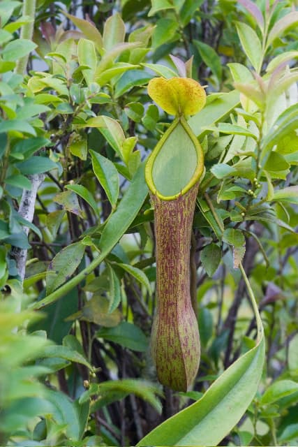 Nepenthes alata