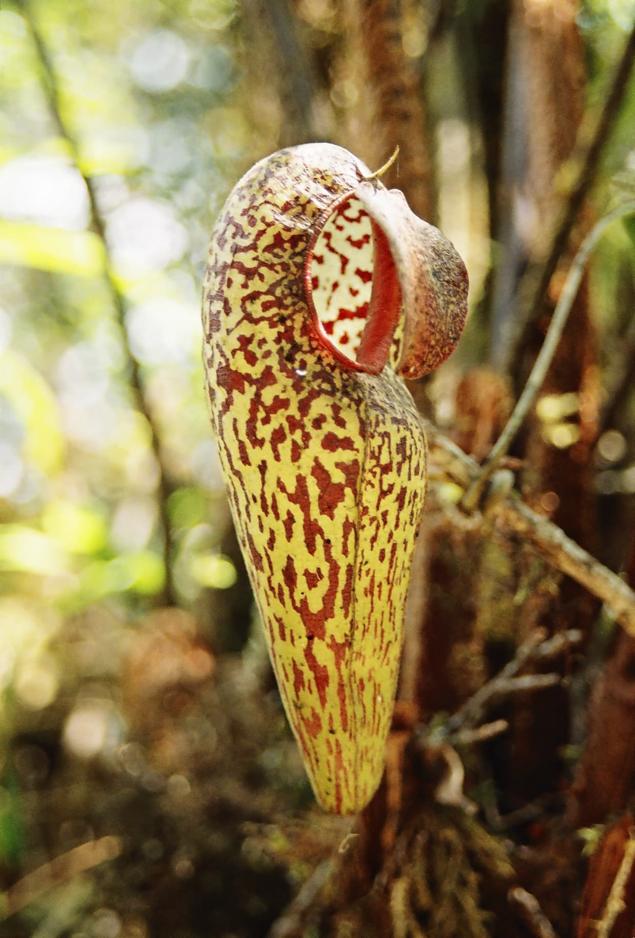 Nepenthes aristolochioides