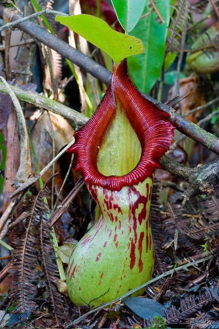 Nepenthes burkei