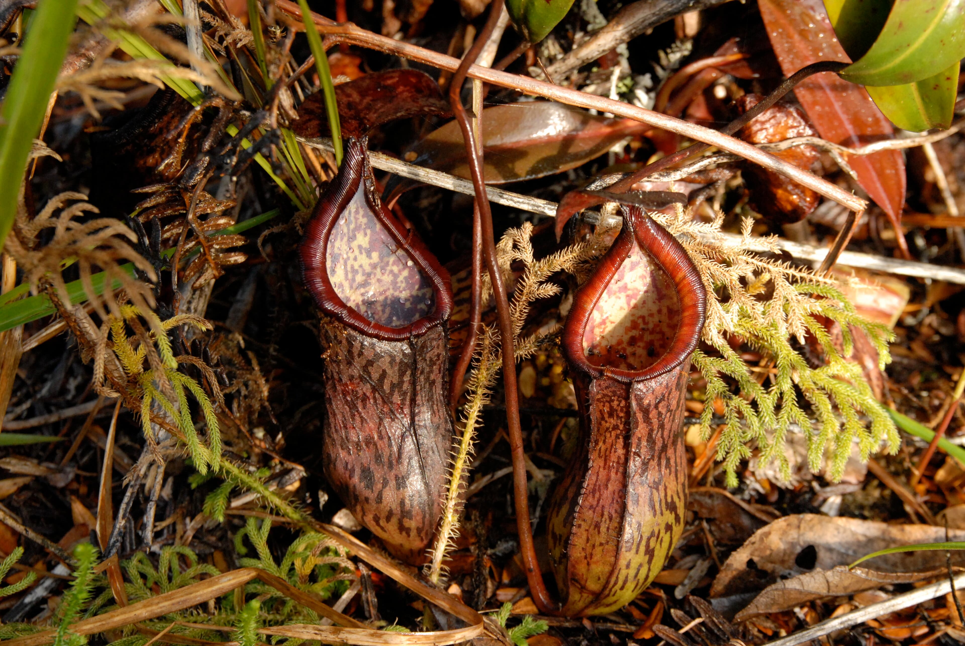 Nepenthes ceciliae