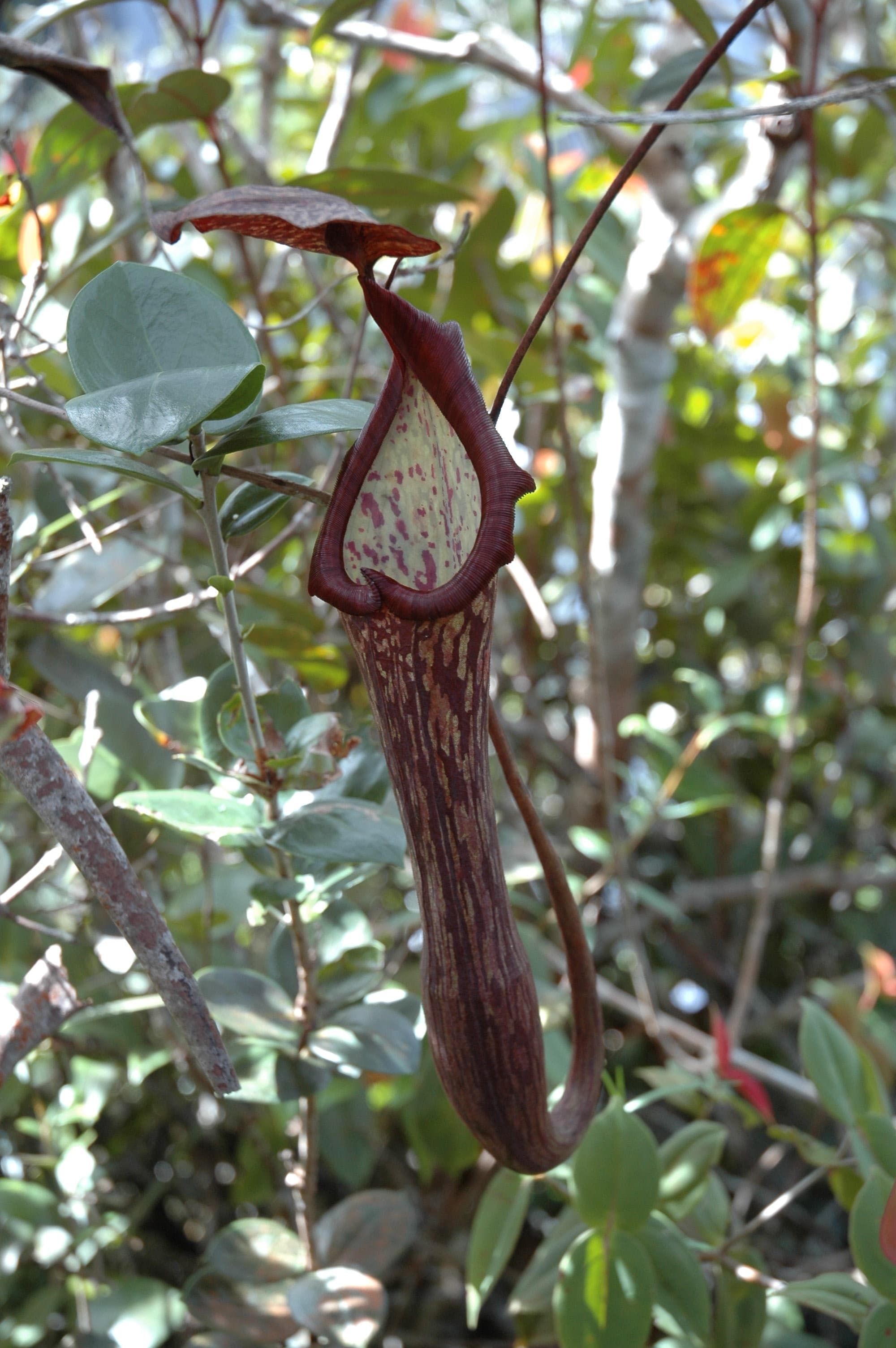 Nepenthes faizaliana