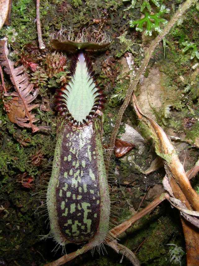 Nepenthes hamata