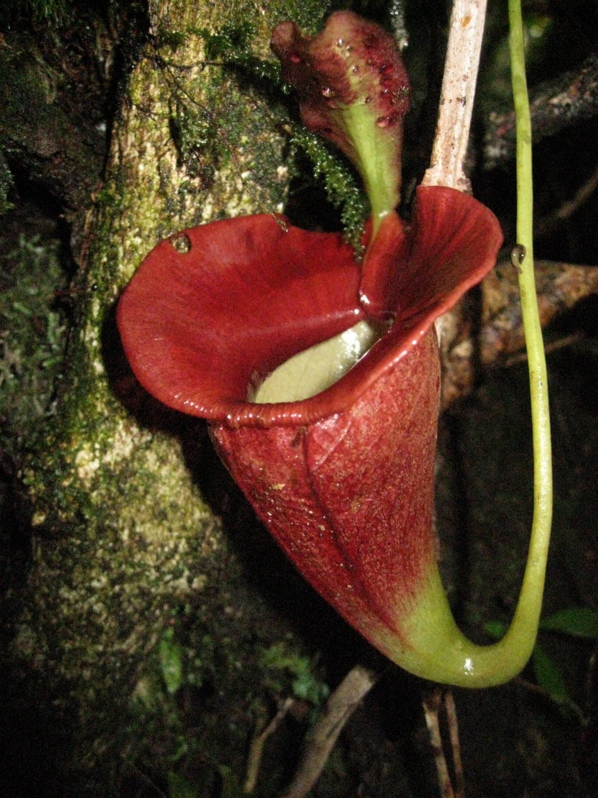 Nepenthes jacquelineae