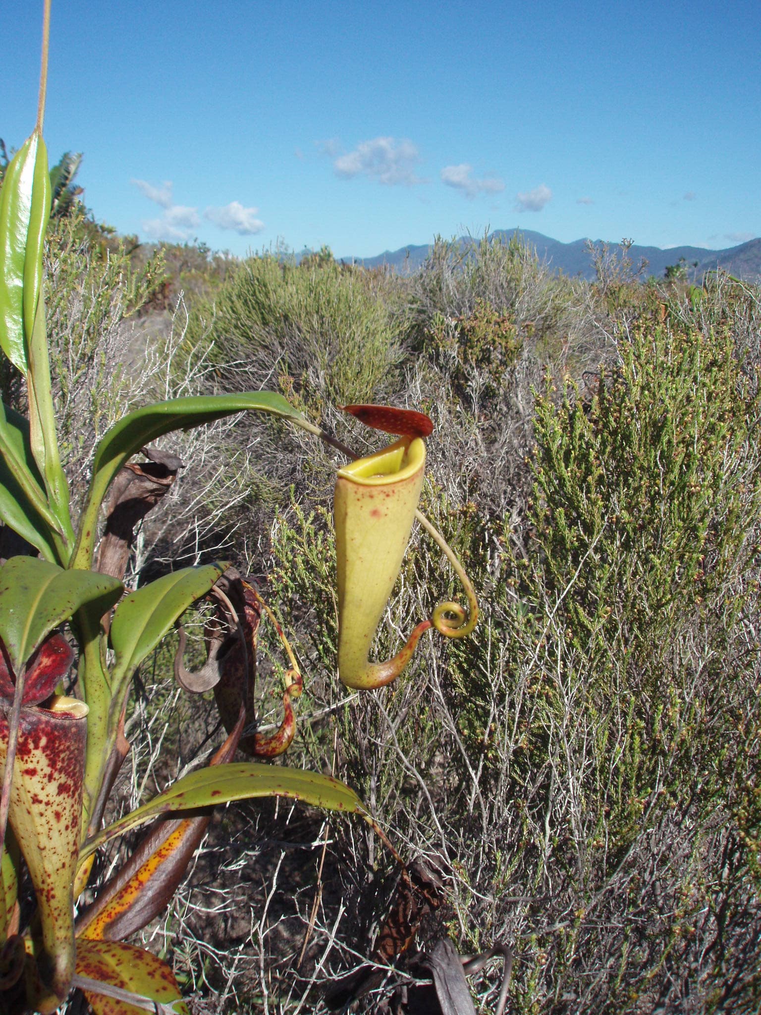 Nepenthes madagascariensis