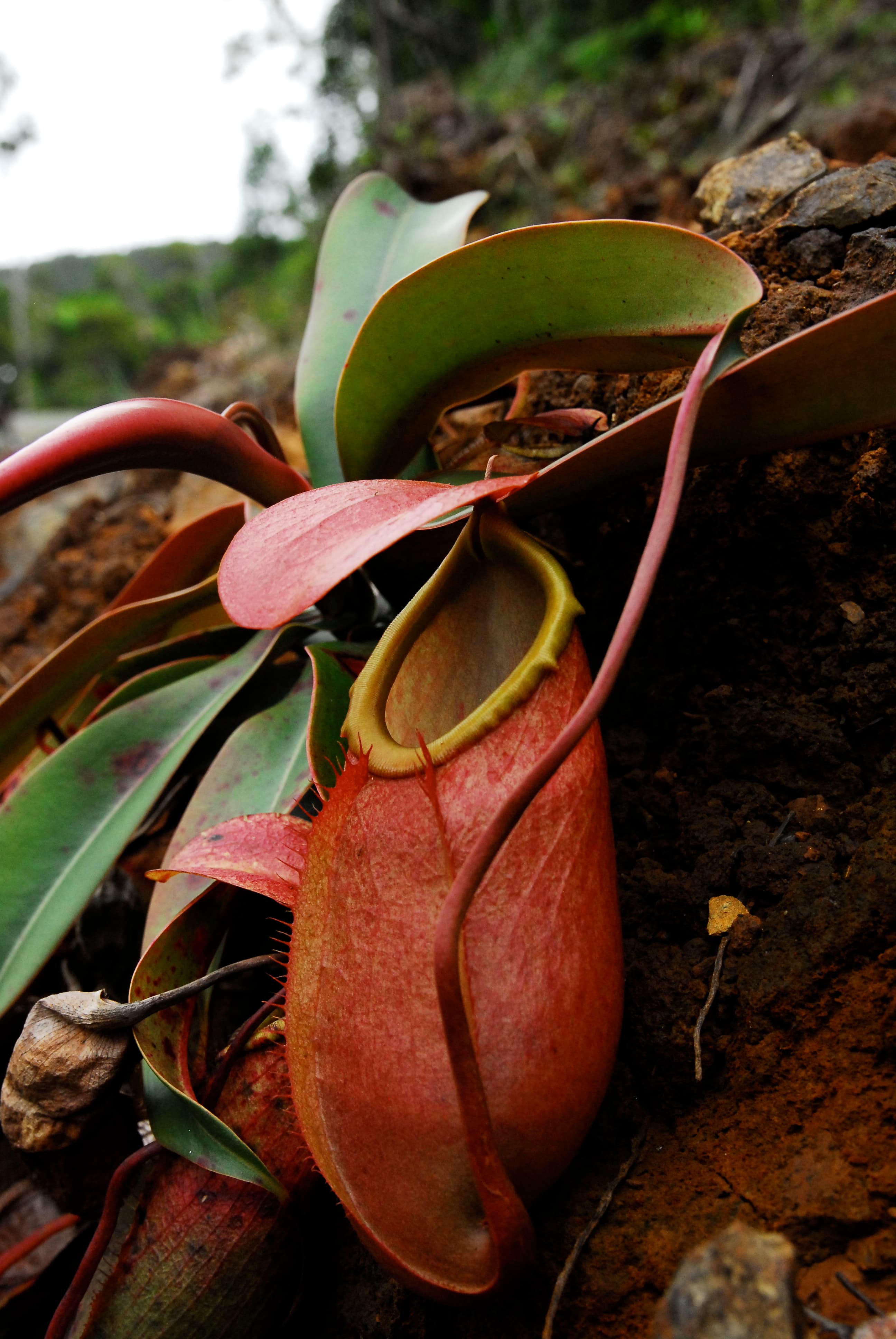 Nepenthes merrilliana