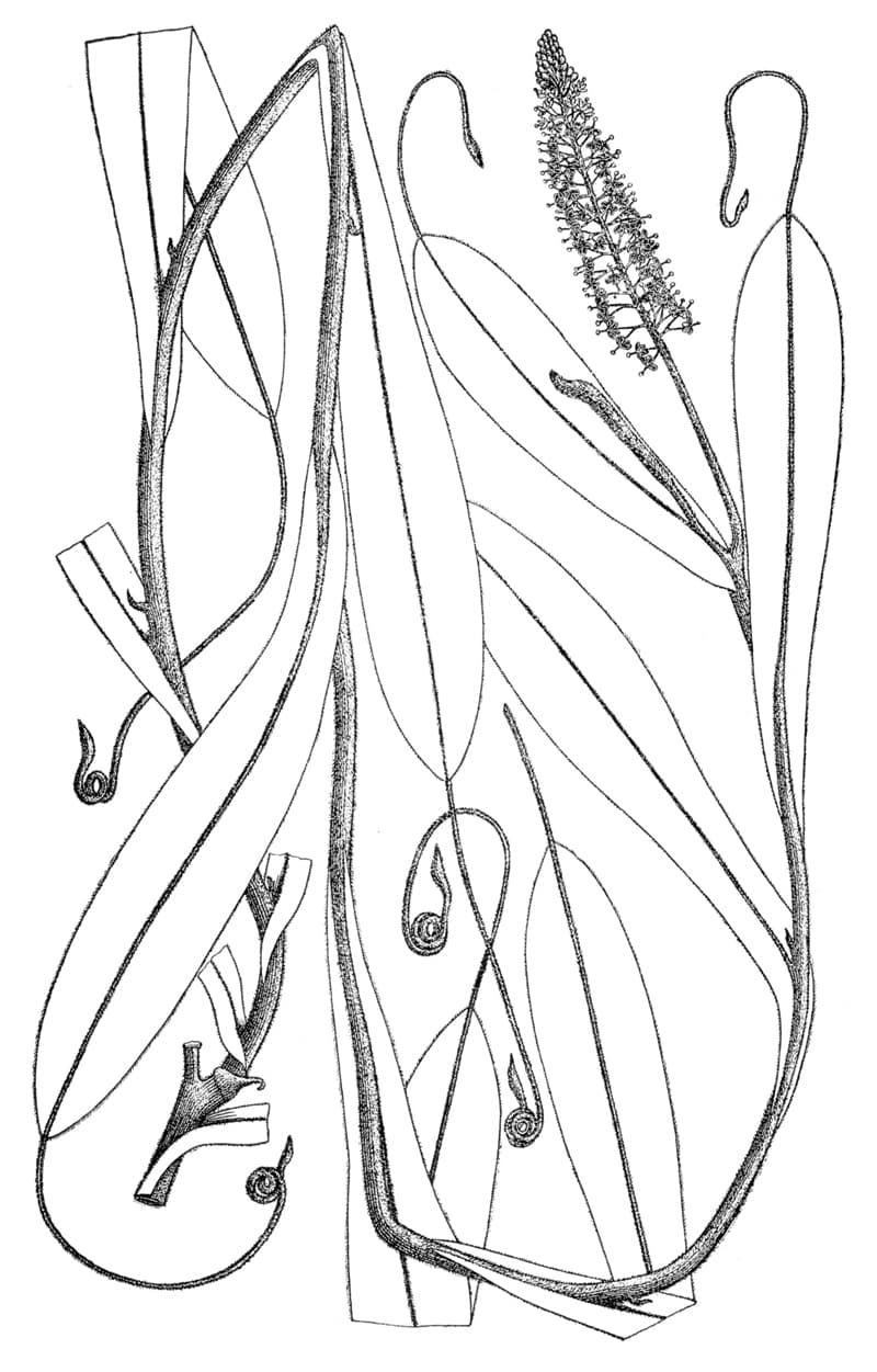 Nepenthes mollis