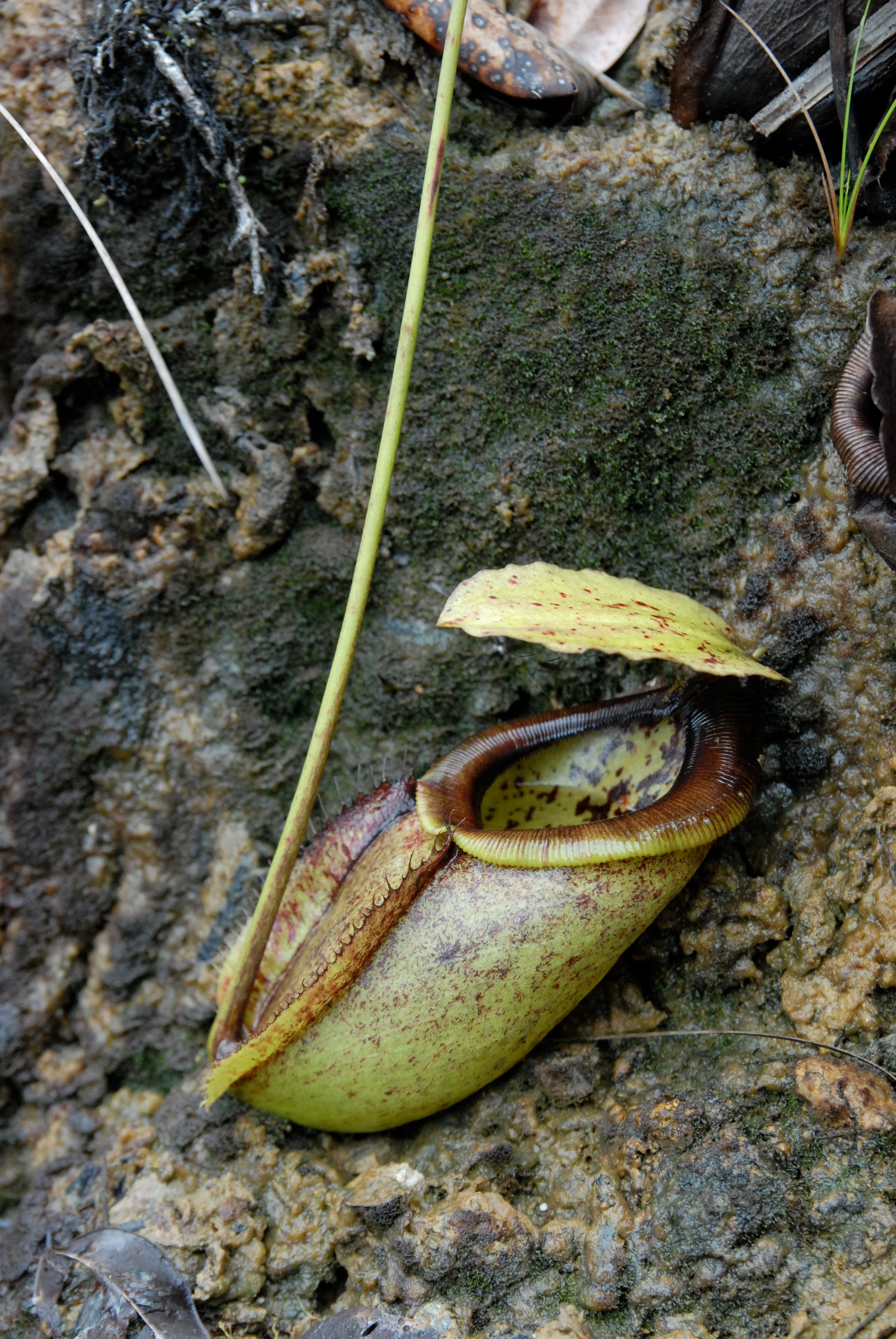 Nepenthes paniculata