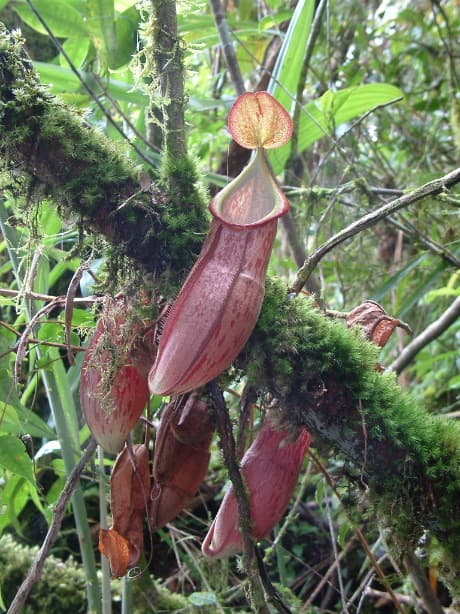 Nepenthes pectinata