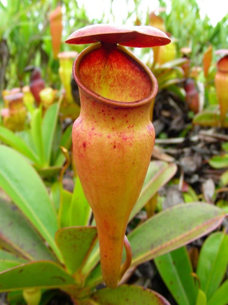 Nepenthes pervillei