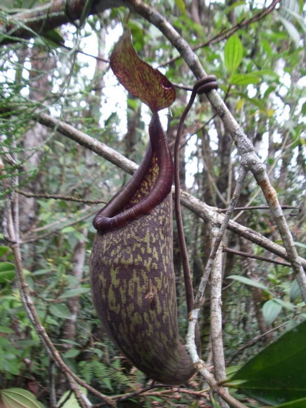Nepenthes rigidifolia