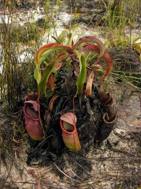 Nepenthes rowanae