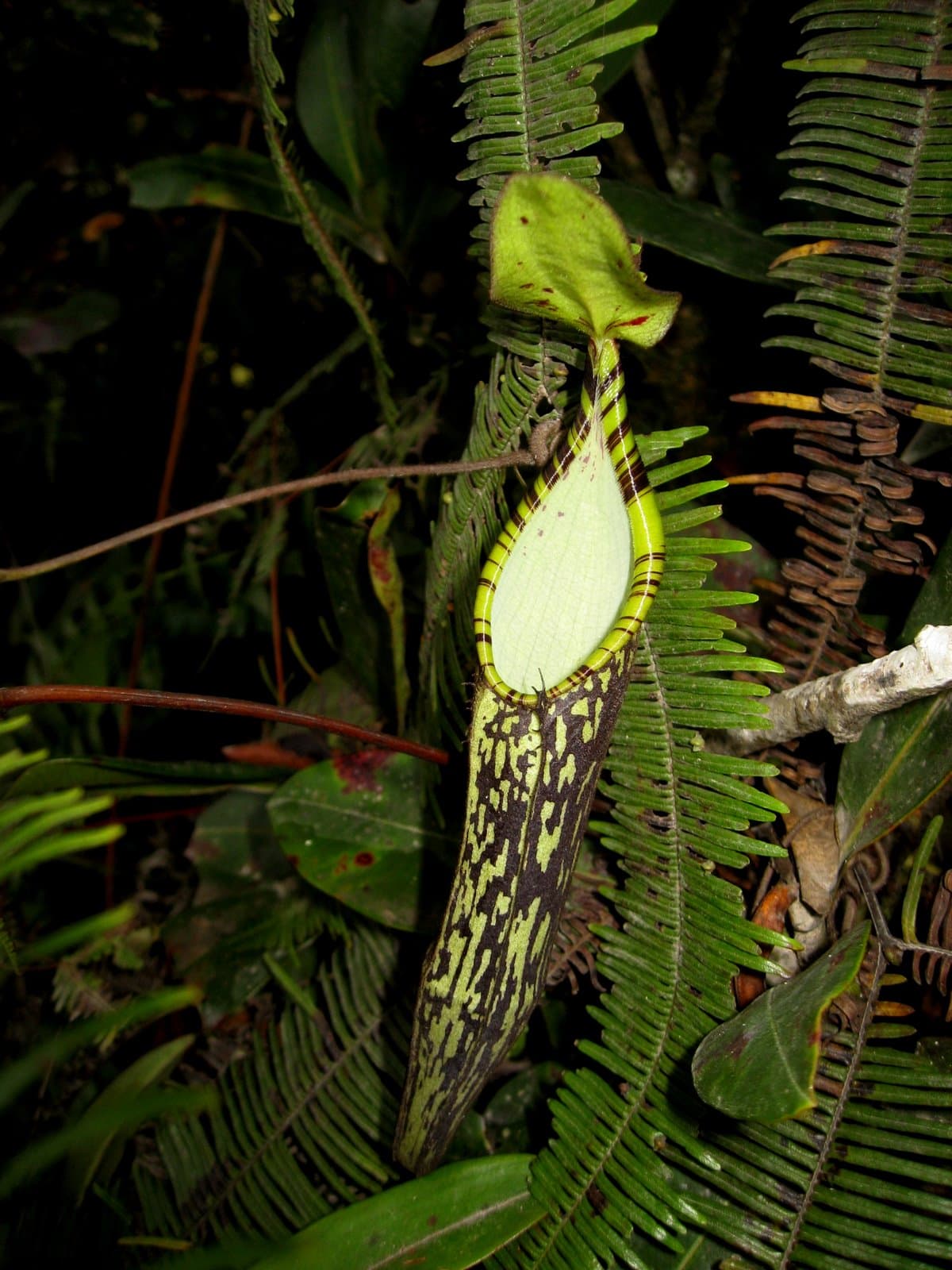 Nepenthes spectabilis