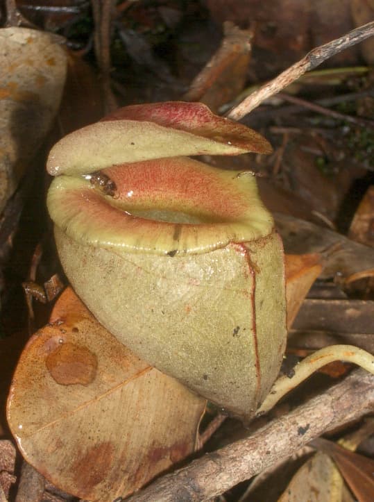 Nepenthes tenuis