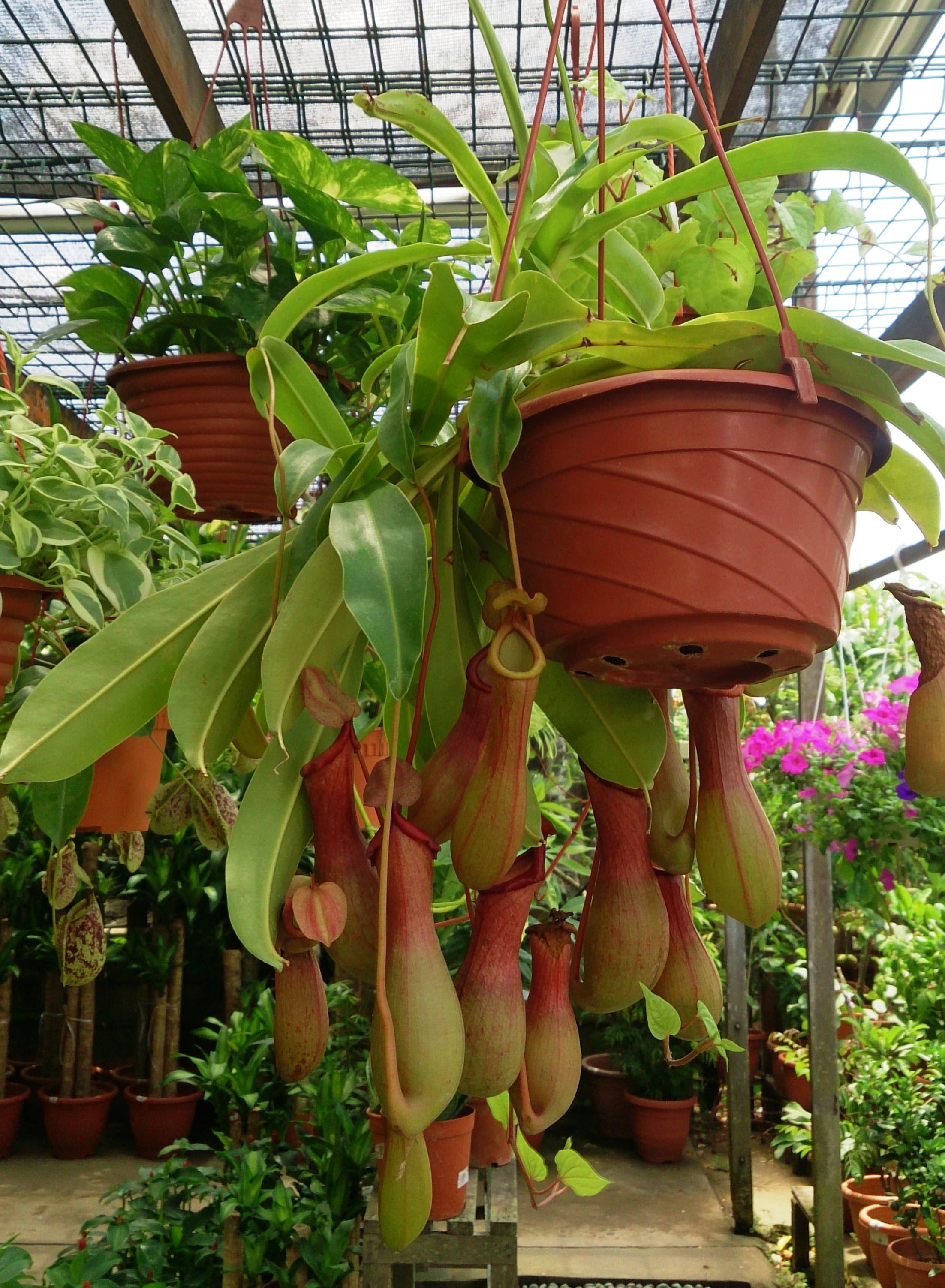 Nepenthes ventrata