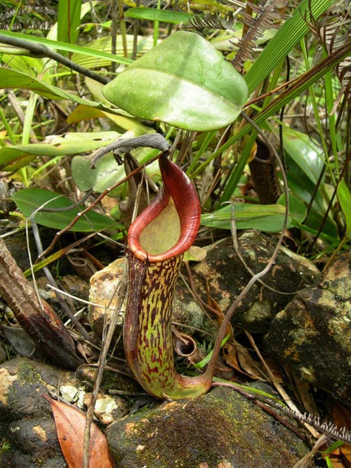 Nepenthes zakriana