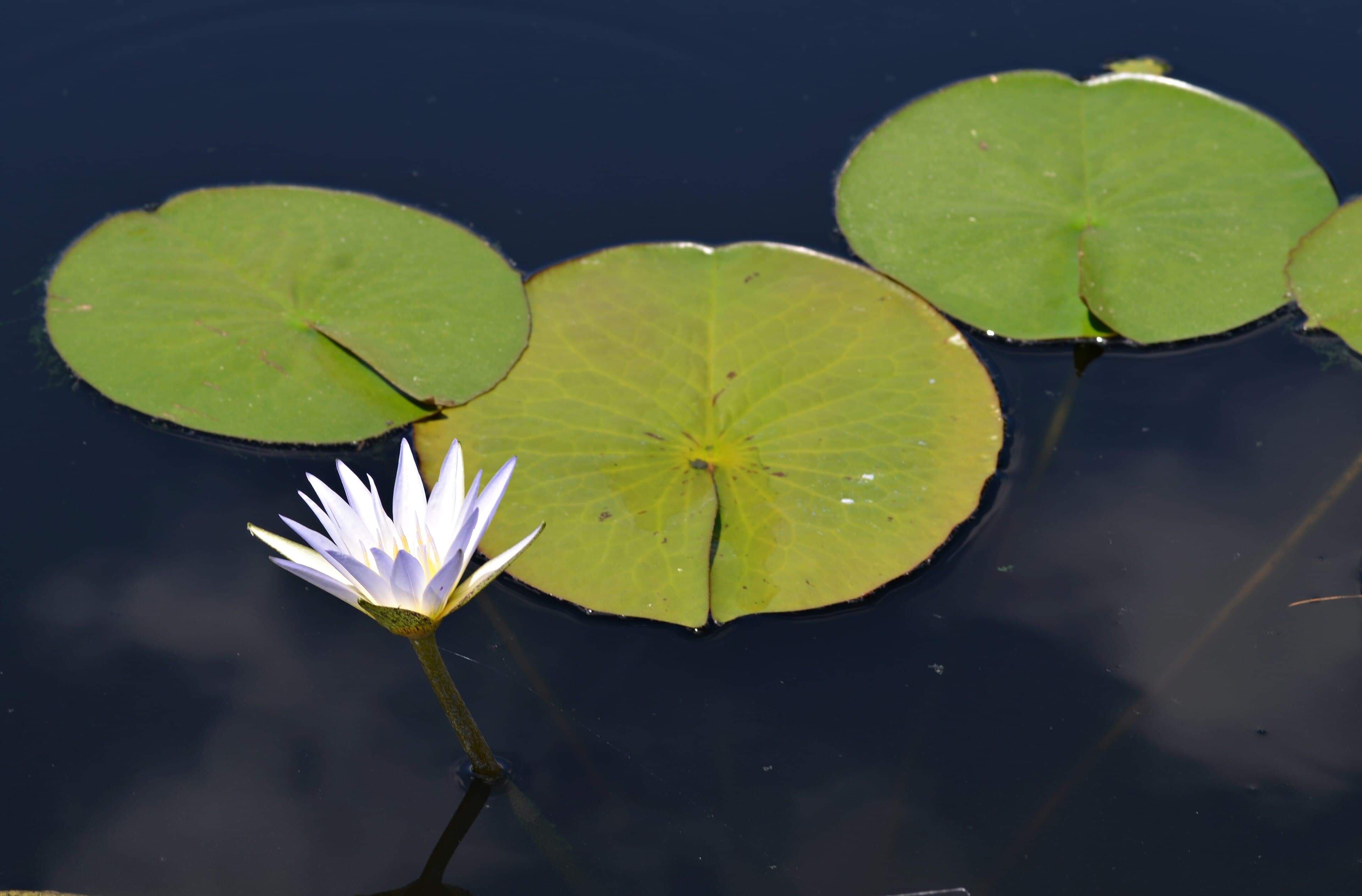 Nymphaea caerulea