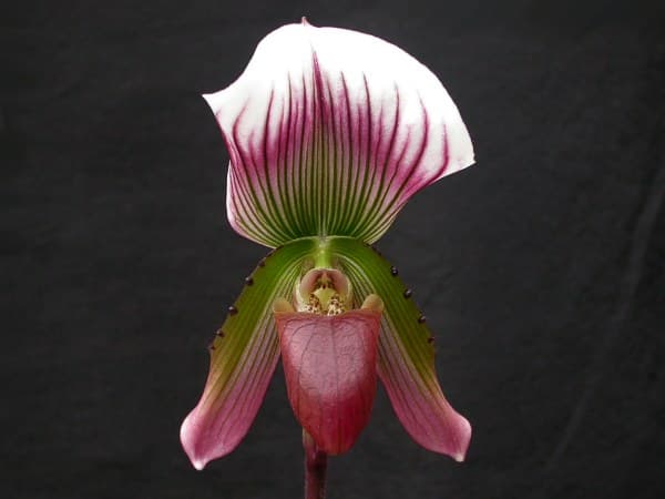 Paphiopedilum callosum