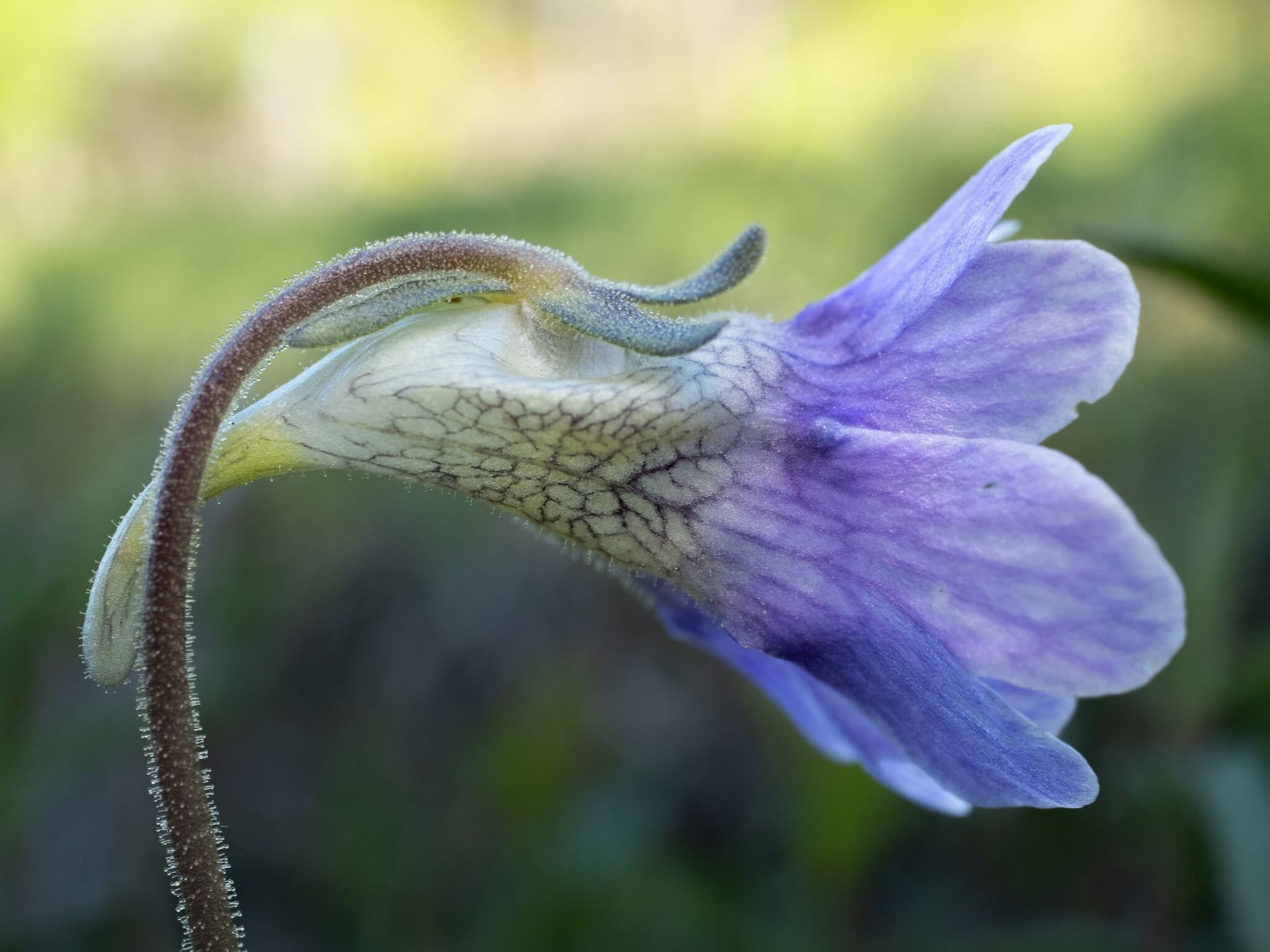 Pinguicula caerulea