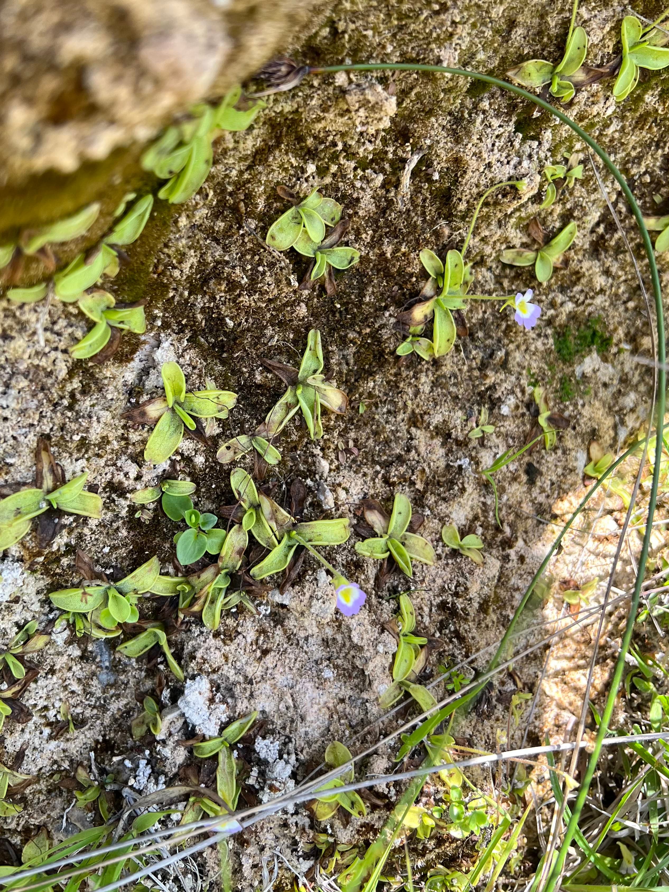 Pinguicula hirtiflora