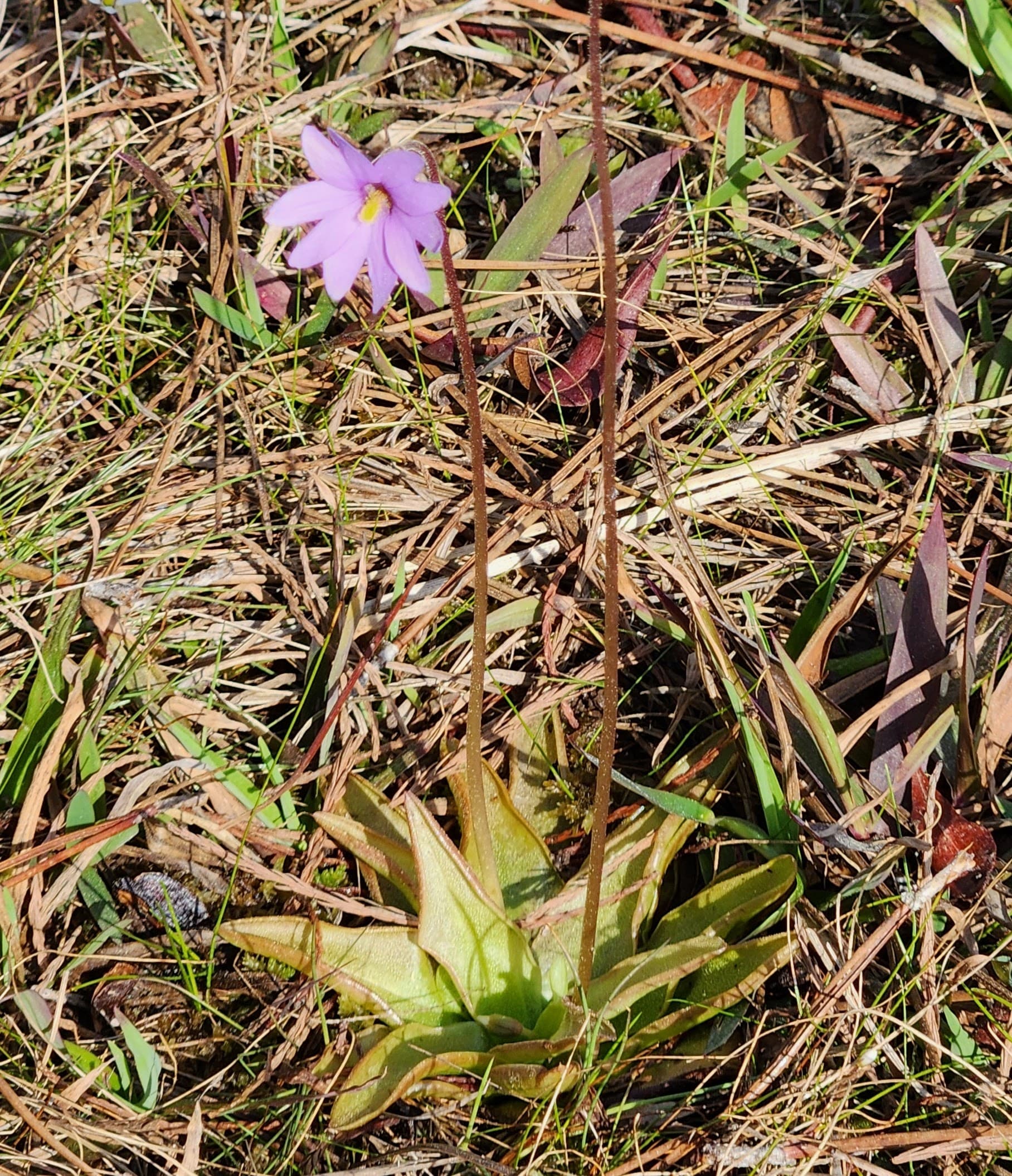 Pinguicula planifolia